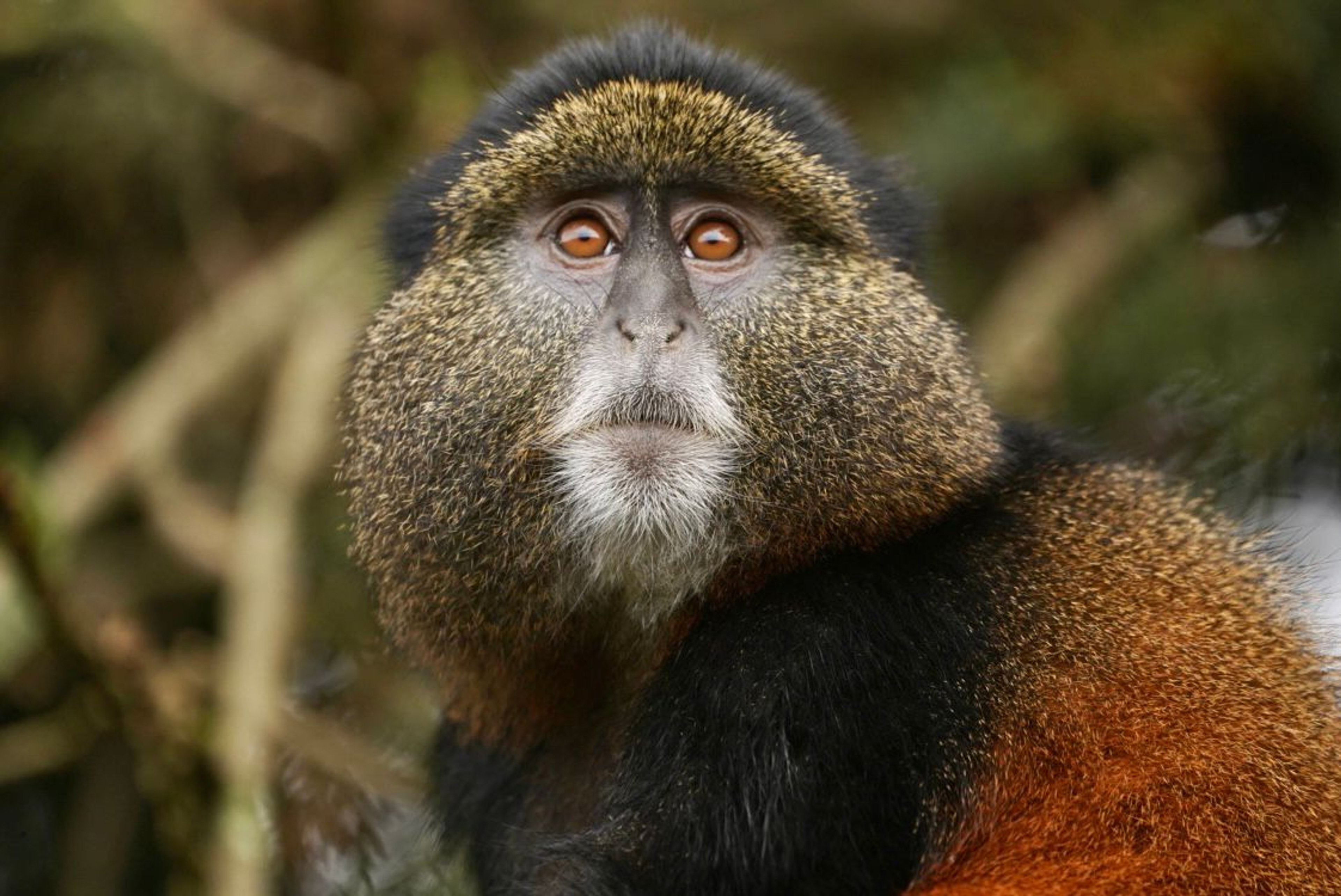 ROAR AFRICA Luxury Destination Rwanda Golden Monkey Trekking