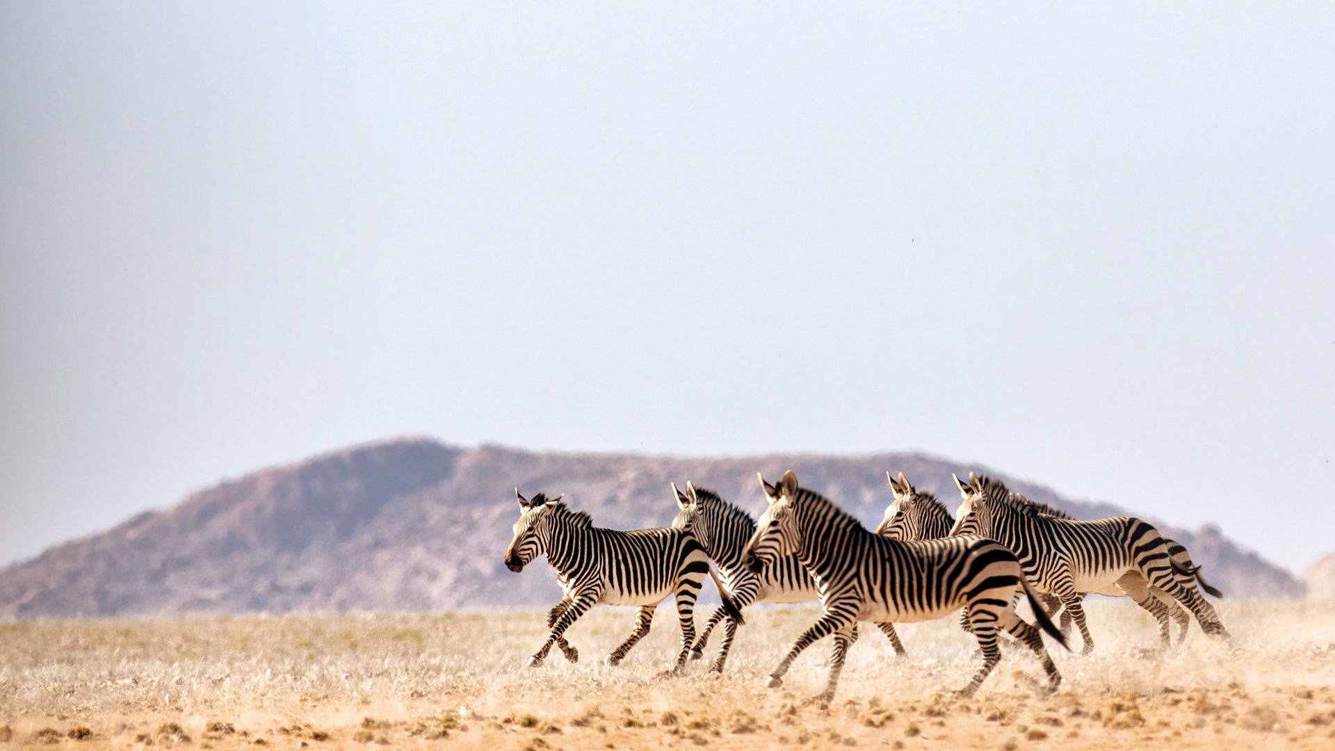 Group of zebras running across a dry plain with mountains in the background in Namibia