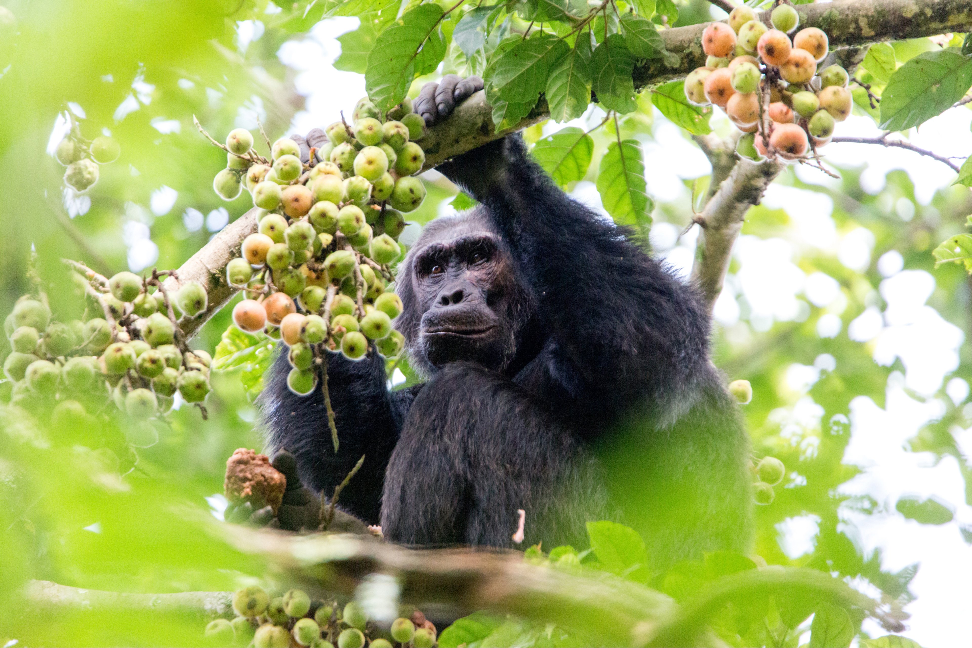 ROAR AFRICA Luxury Destination Rwanda Chimpanzee Trekking