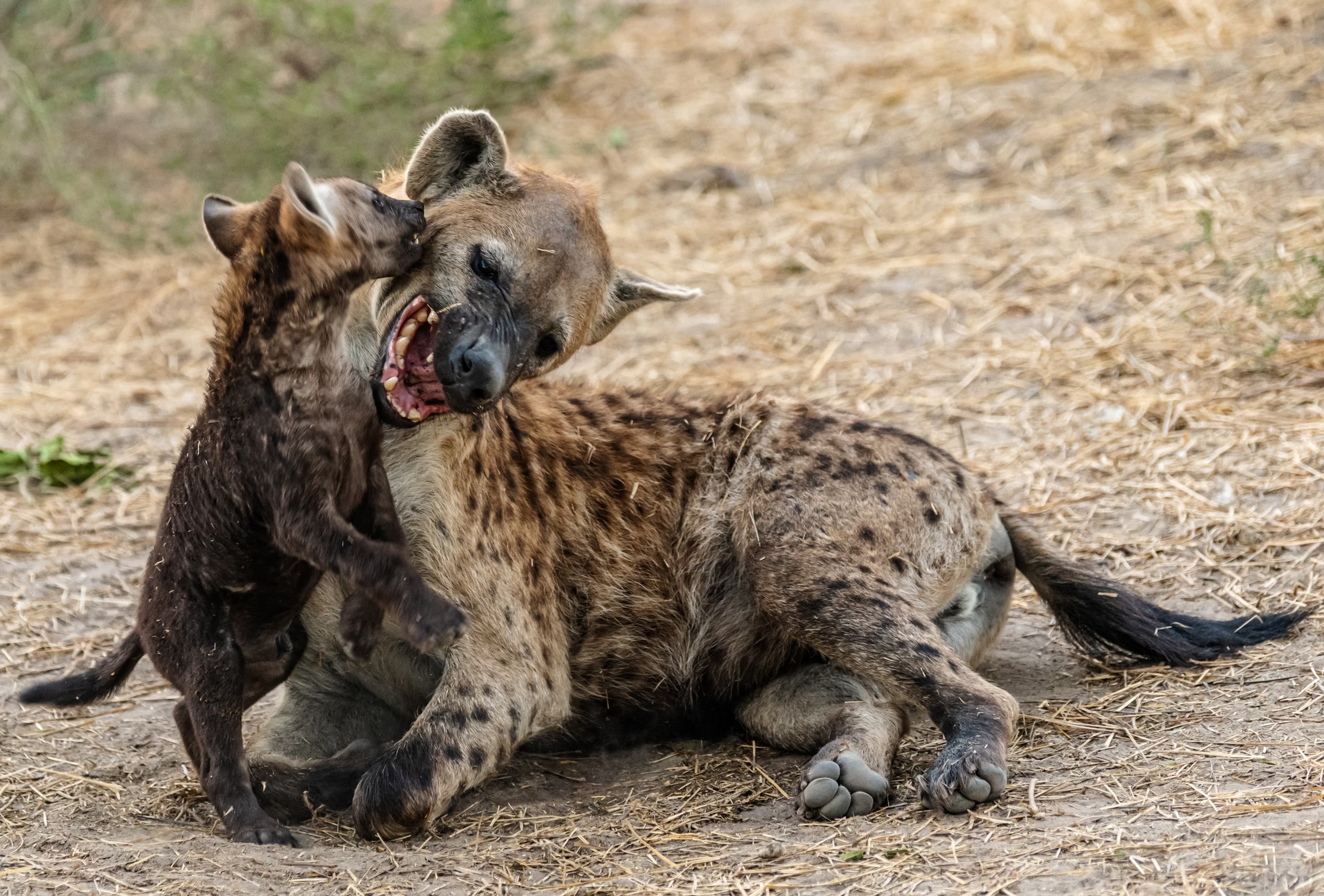 Adult hyena playing with a young cub on the ground