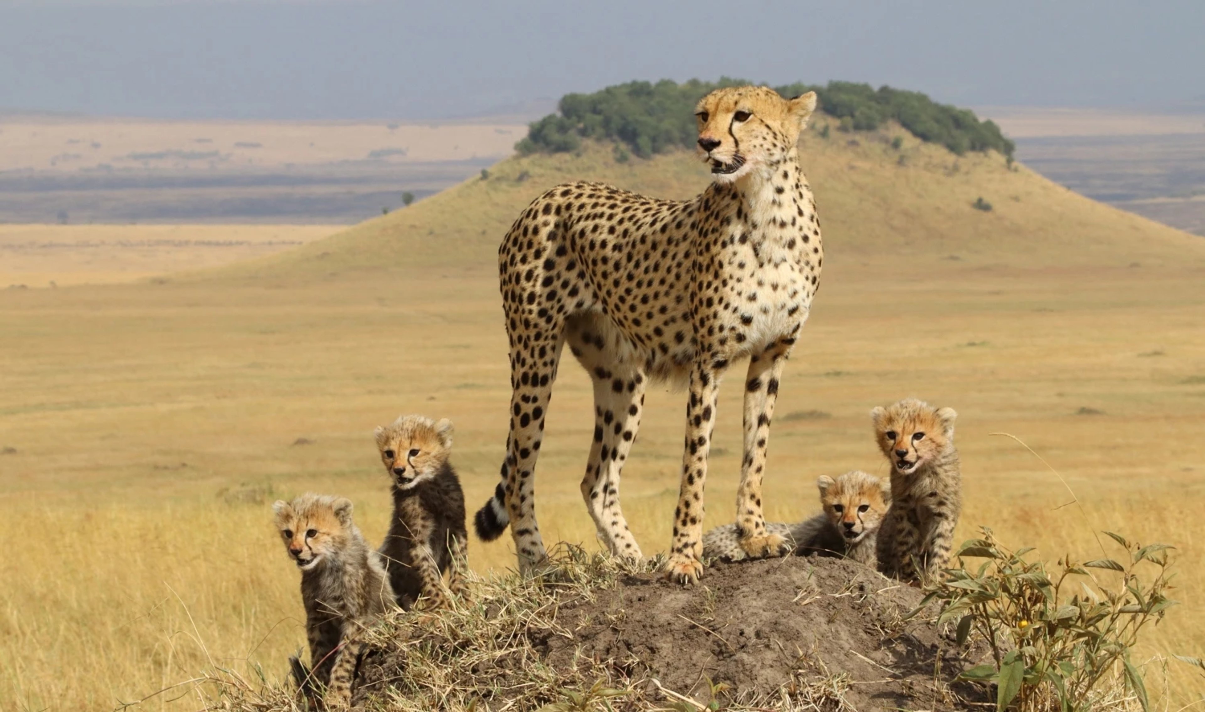 RA Angama Mara Wildlife Cheetah with cubs Mara Triangle Kenya