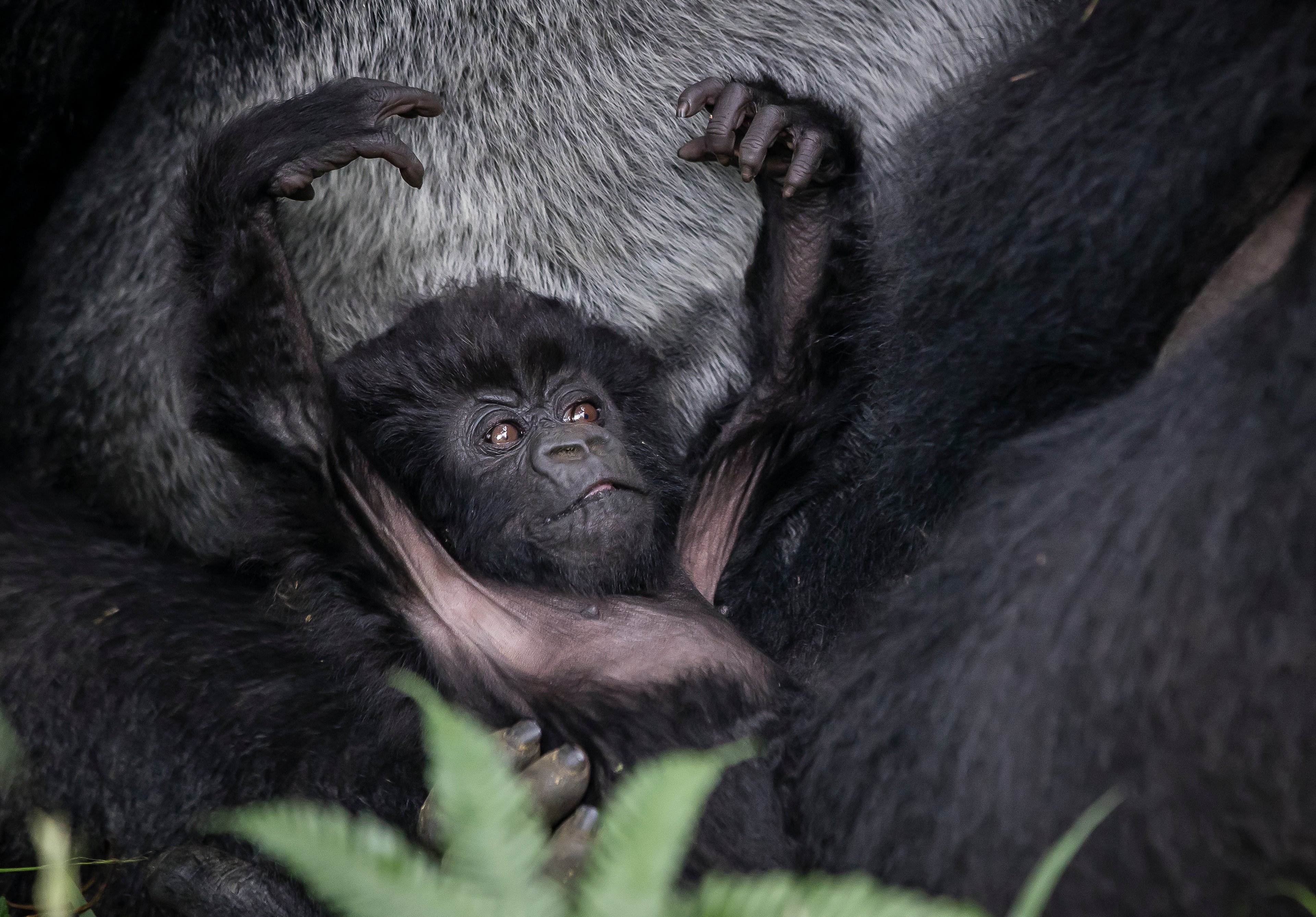 Baby gorilla lying on its back with arms raised, resting against an adult gorilla