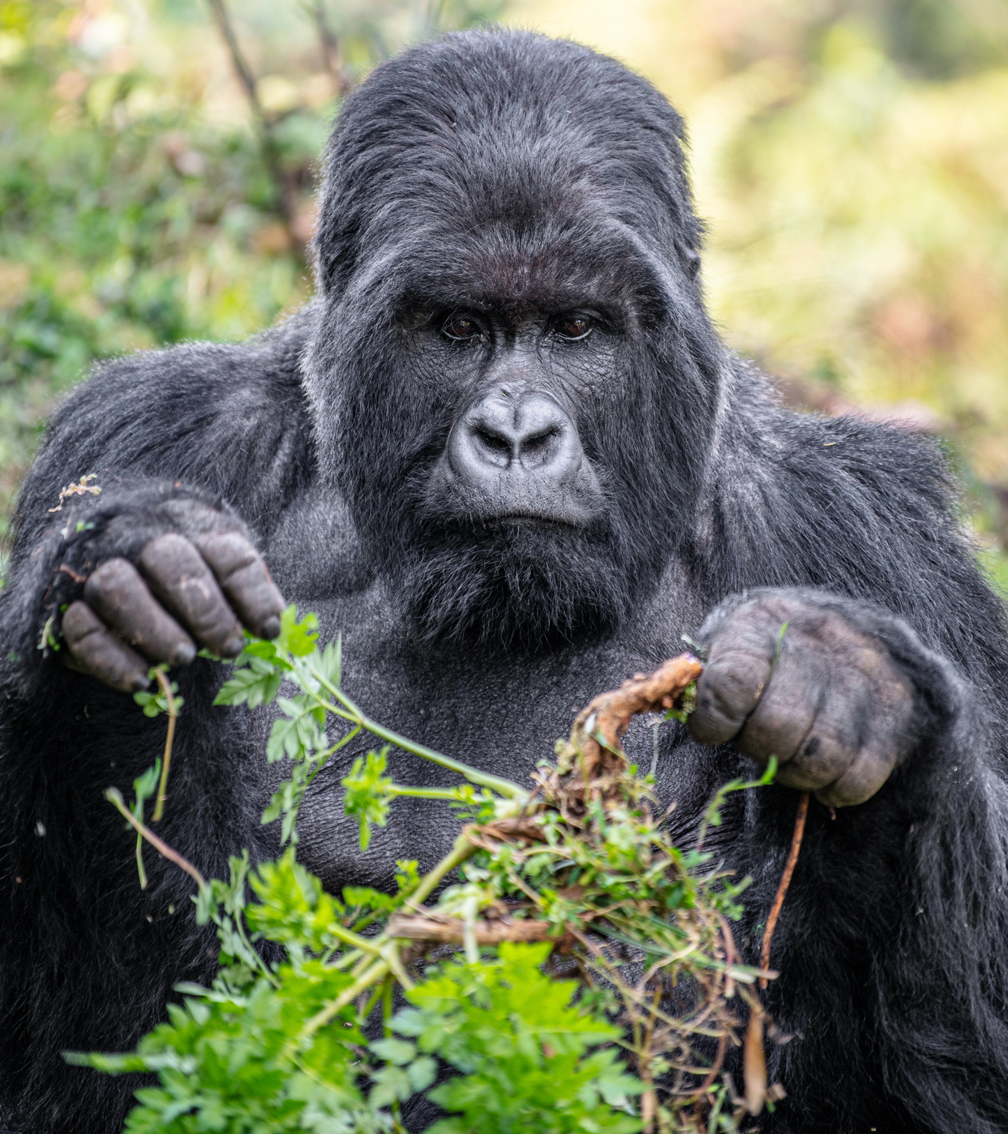 Close-up of a mountain gorilla eating vegetation, focused on the greenery in its hands