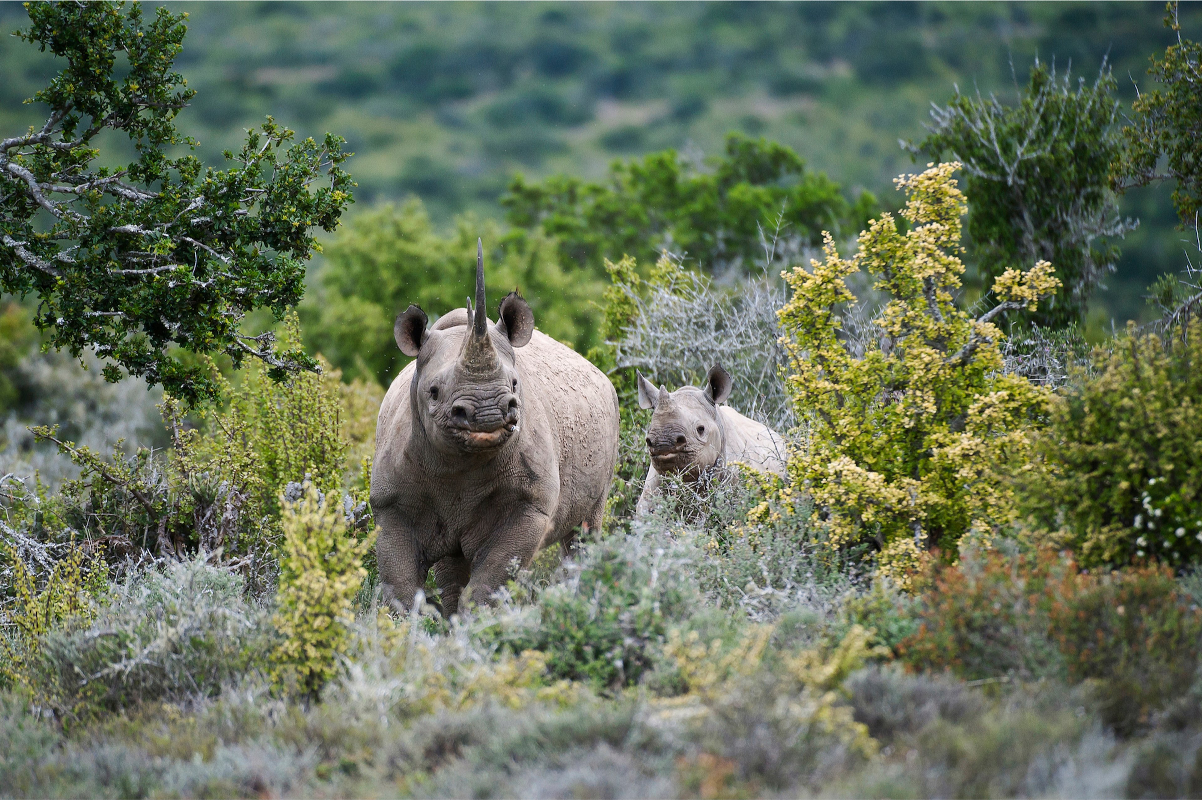 Mother rhino with calf in green bushes