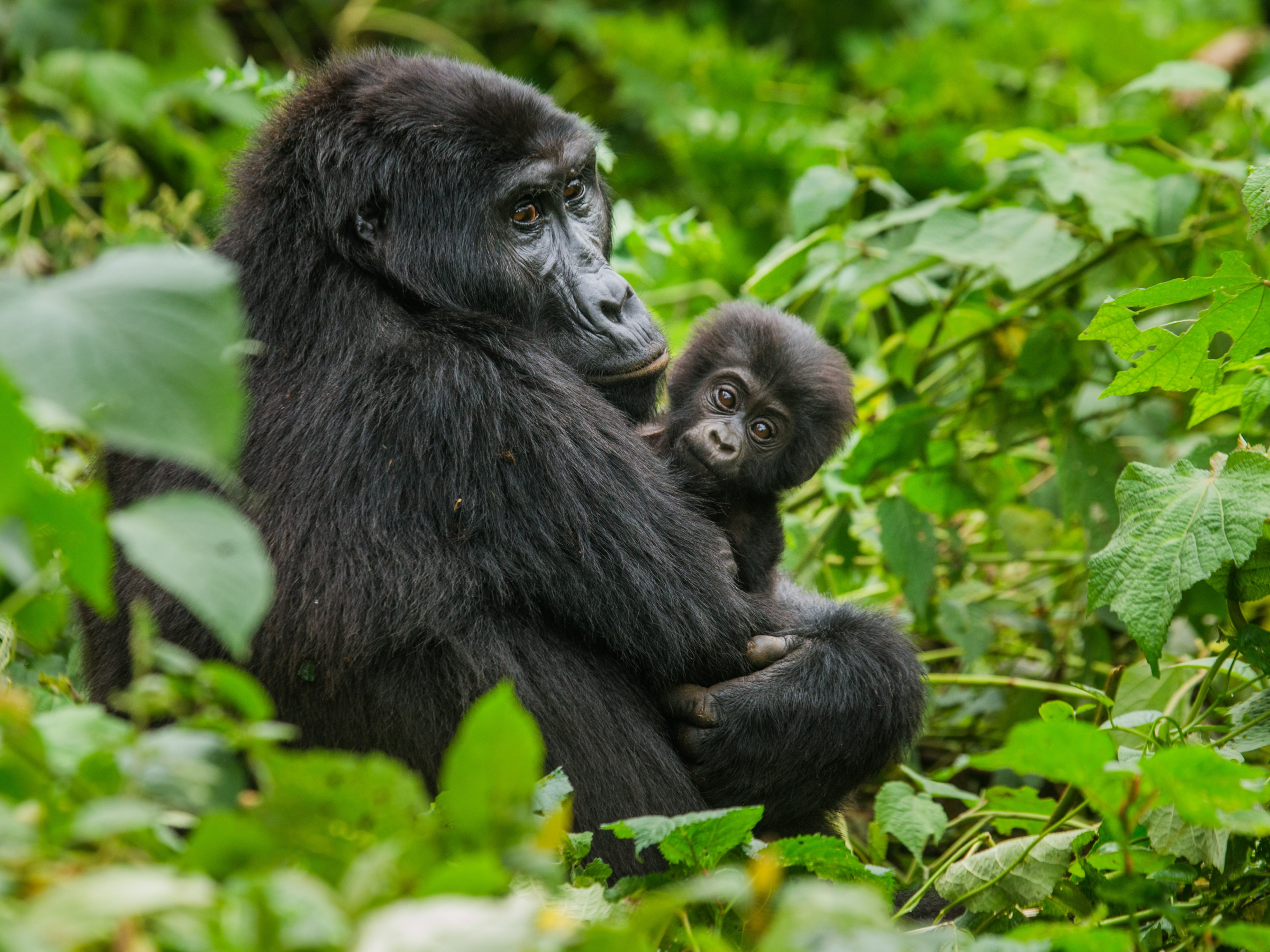 Rwanda cultural experience