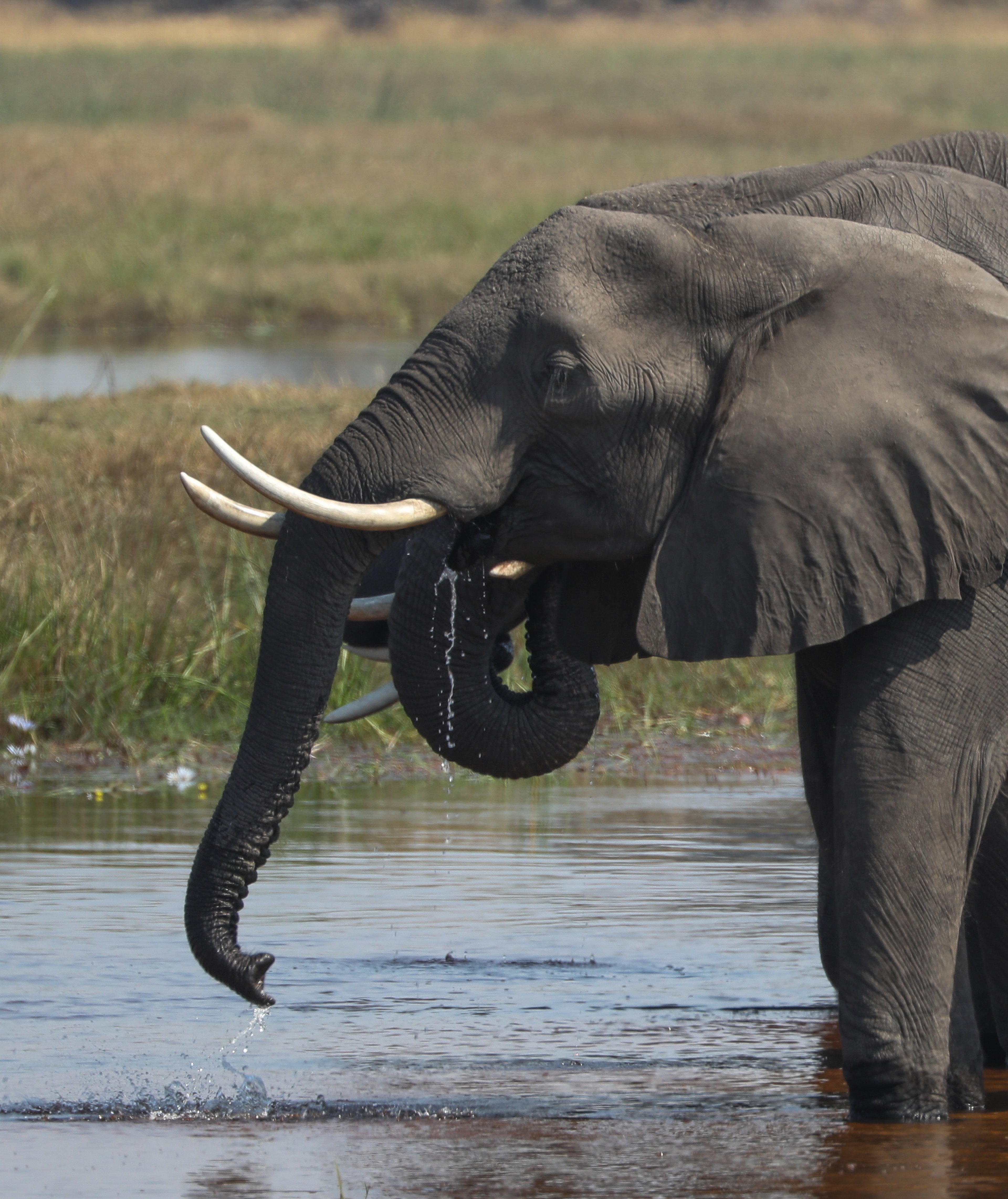 Elephant drinking water from a river with its trunk