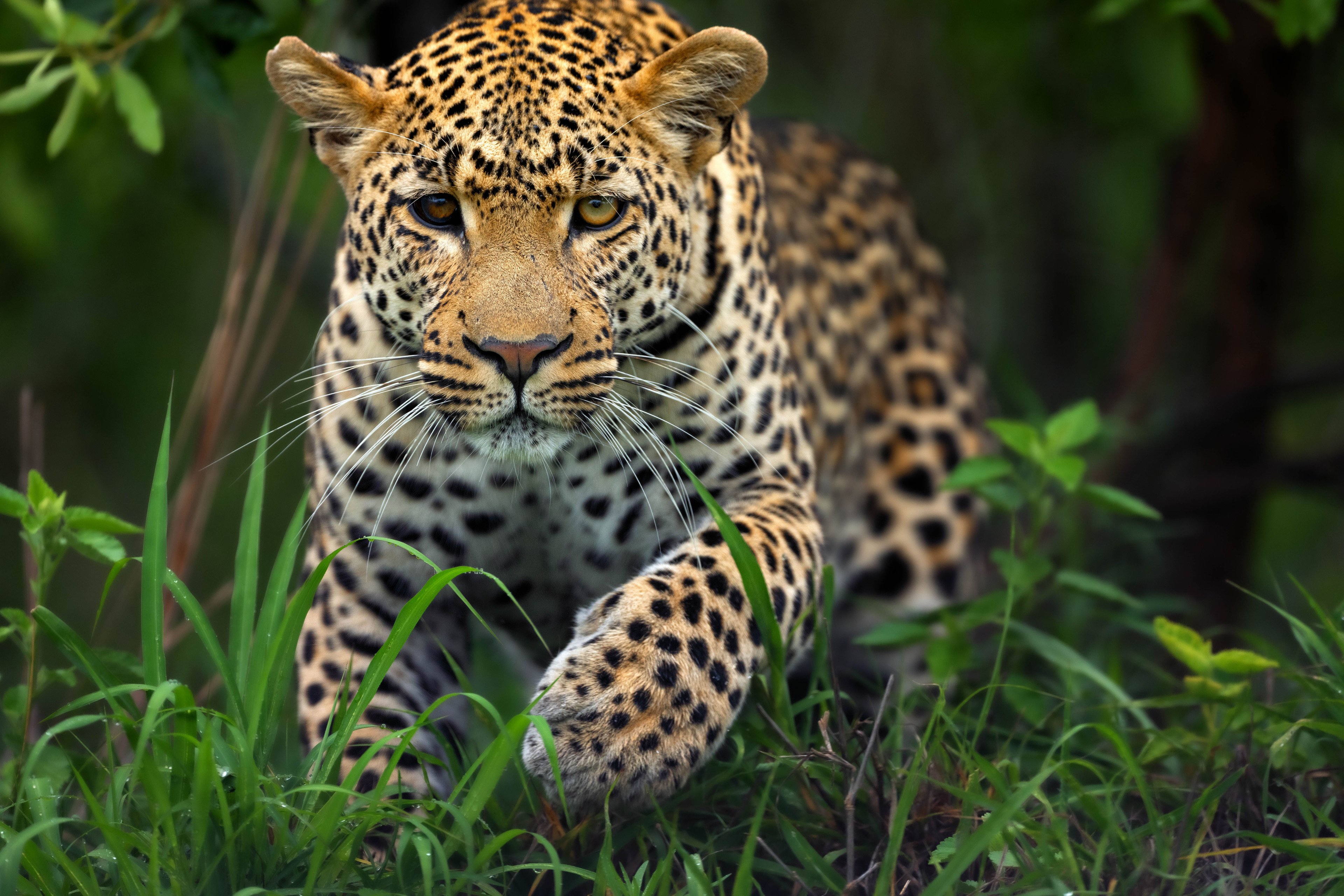 Leopard crouched low in tall green grass, staring directly at the camera