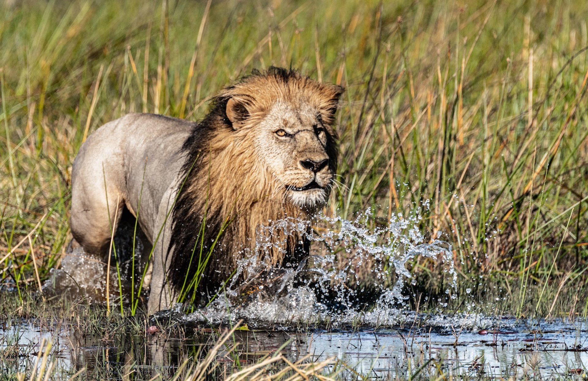 Exploring the Wonders of Chobe National Park | ROAR AFRICA