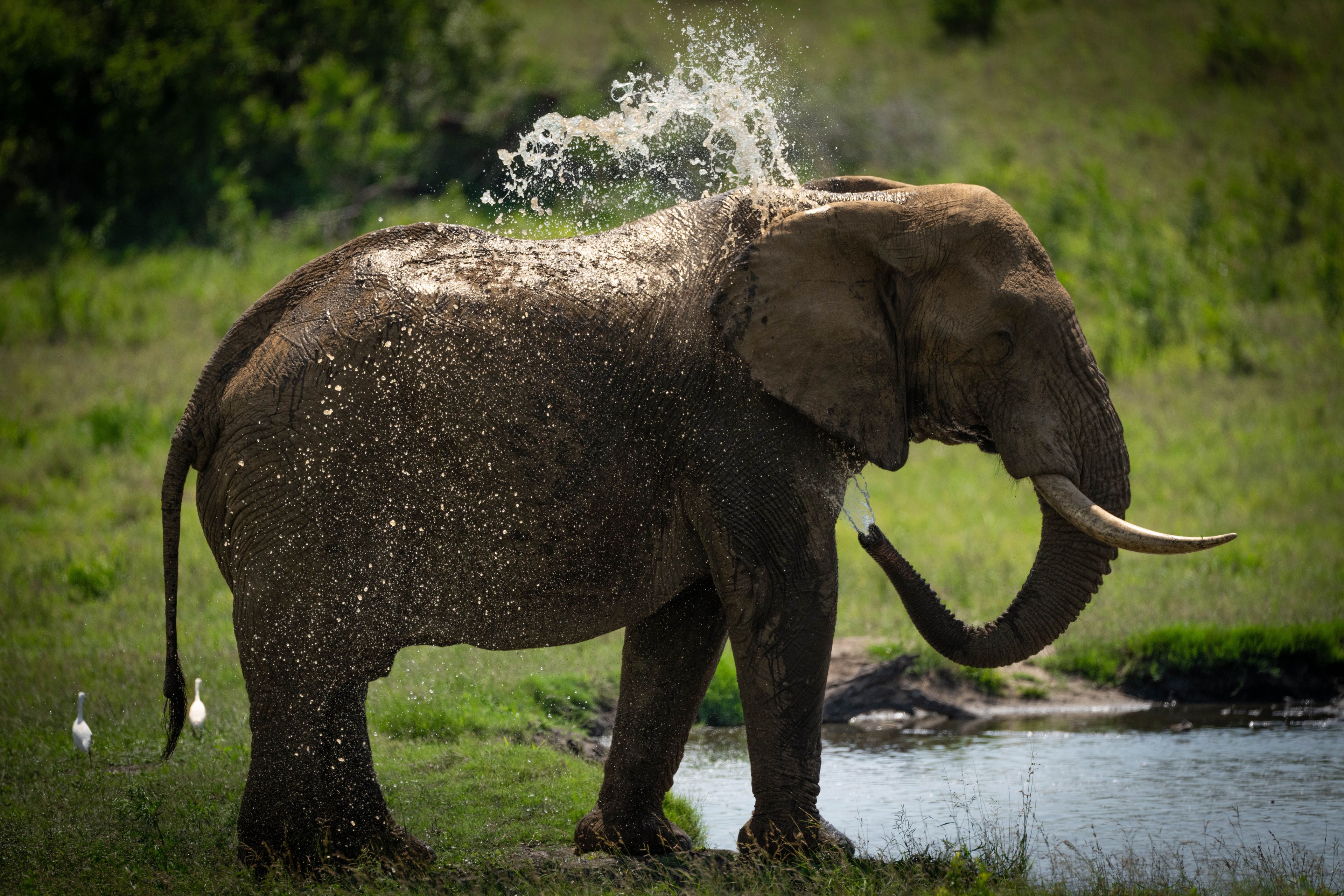 An elephant standing near water, using its trunk to spray water onto its back