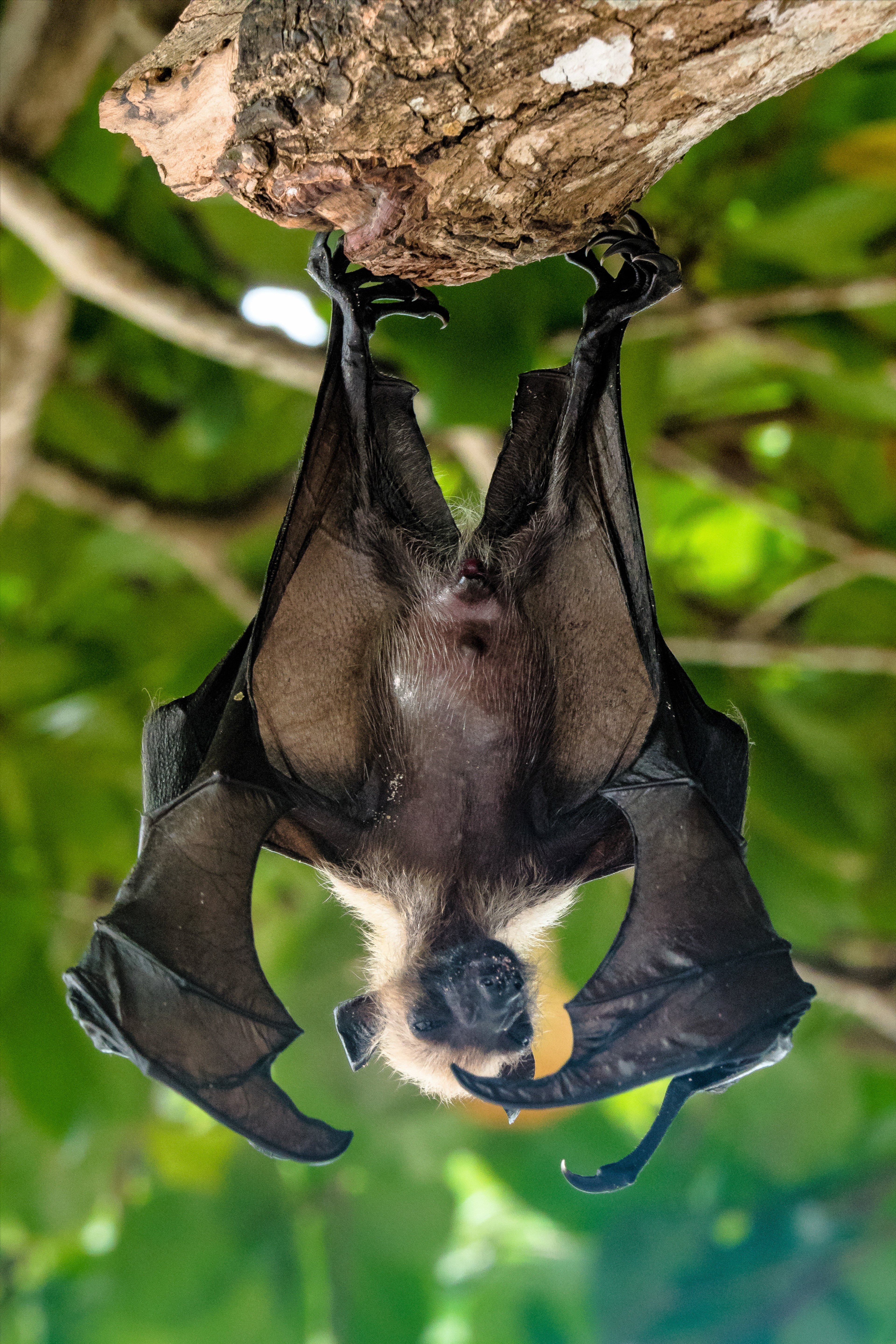 Close-up of a hanging fruit bat