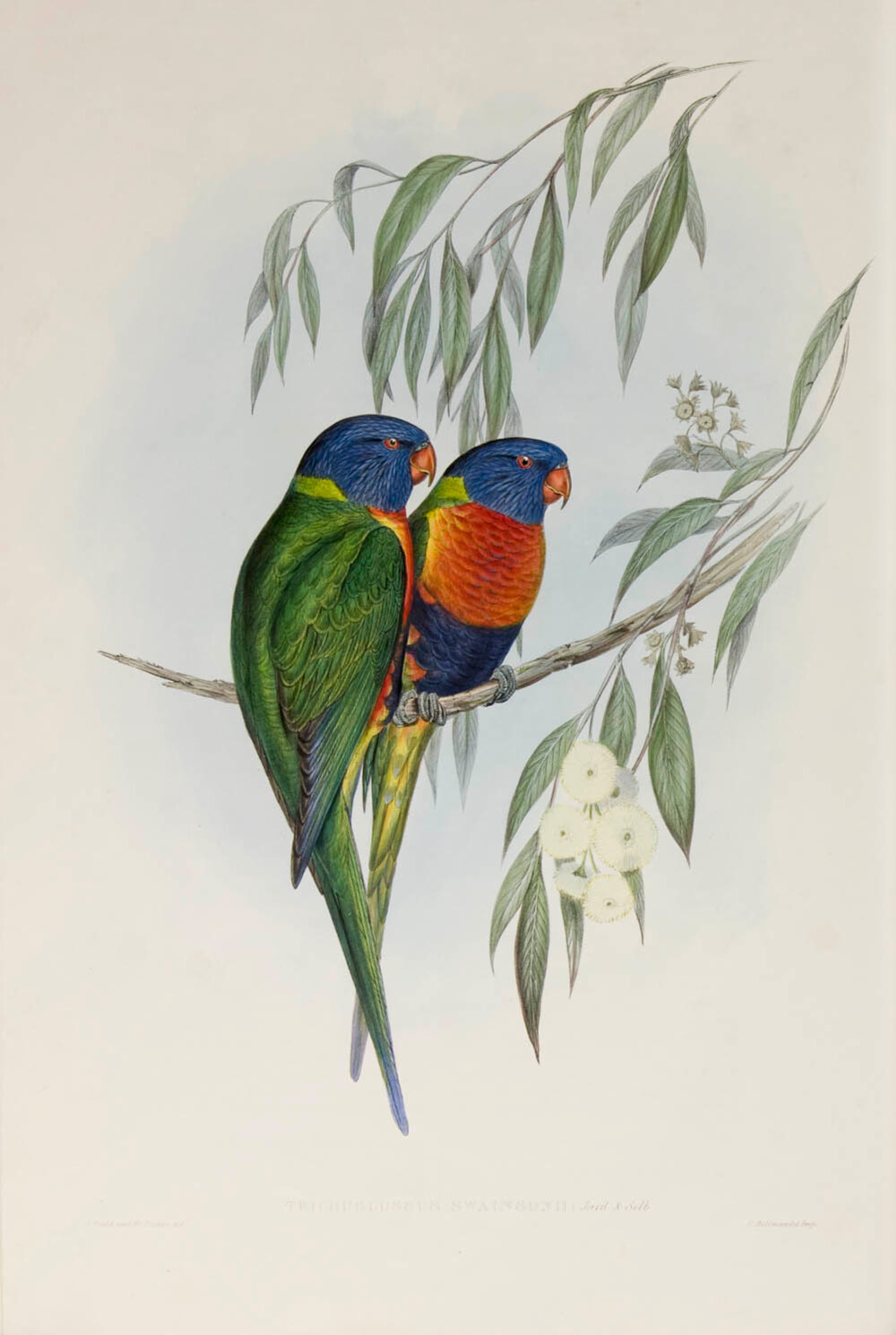 Elizabeth Gould, Trichoglossus Swainsonii (Lori van de Blauwe Bergen) in 'The Birds of Australia', 1848-1870.