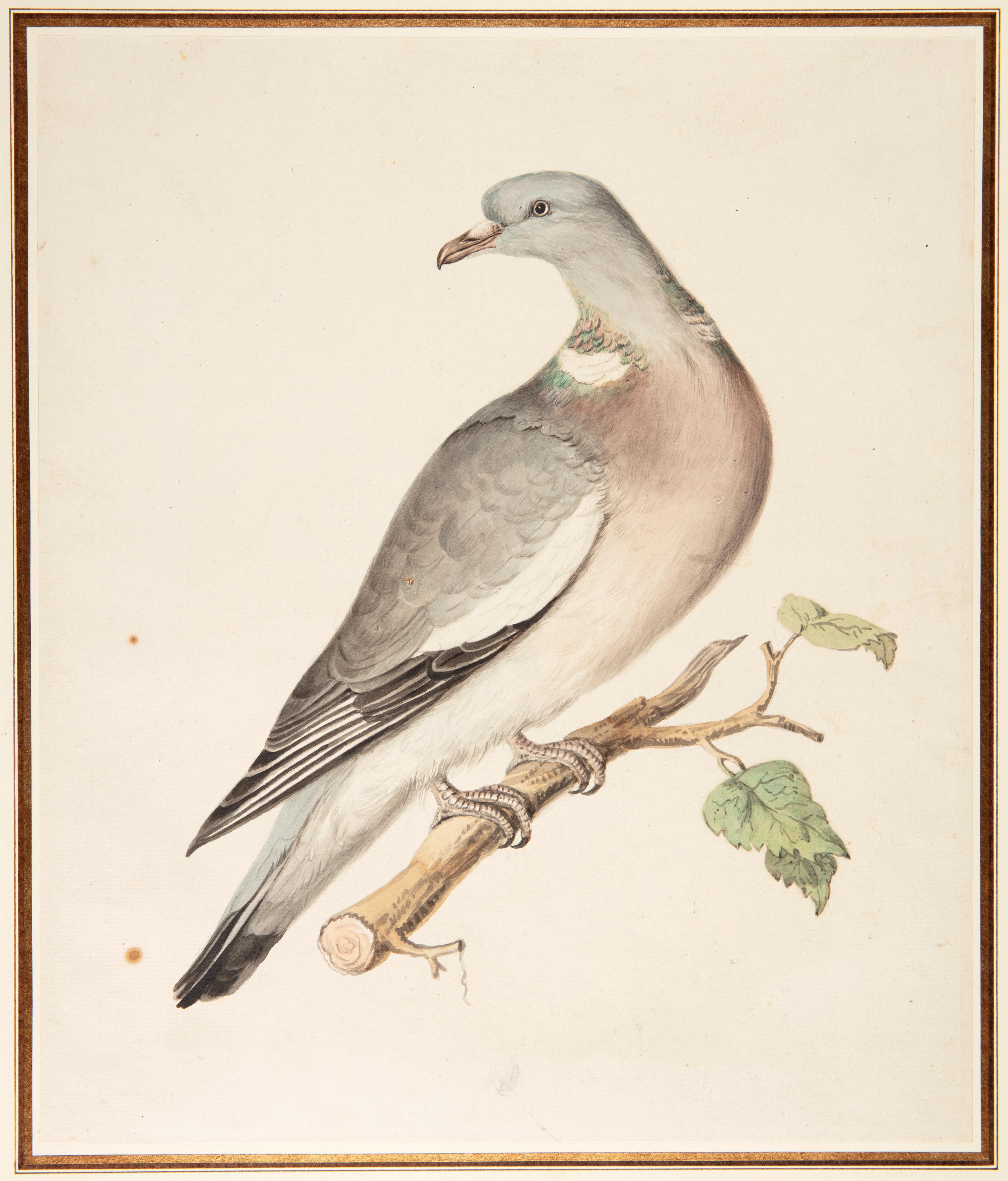 Christiaan Andreas Sepp of Jan Christiaan Sepp, Gewone huisduif, penseel en waterverf, over een schets in potlood op papier, Teylers Museum.