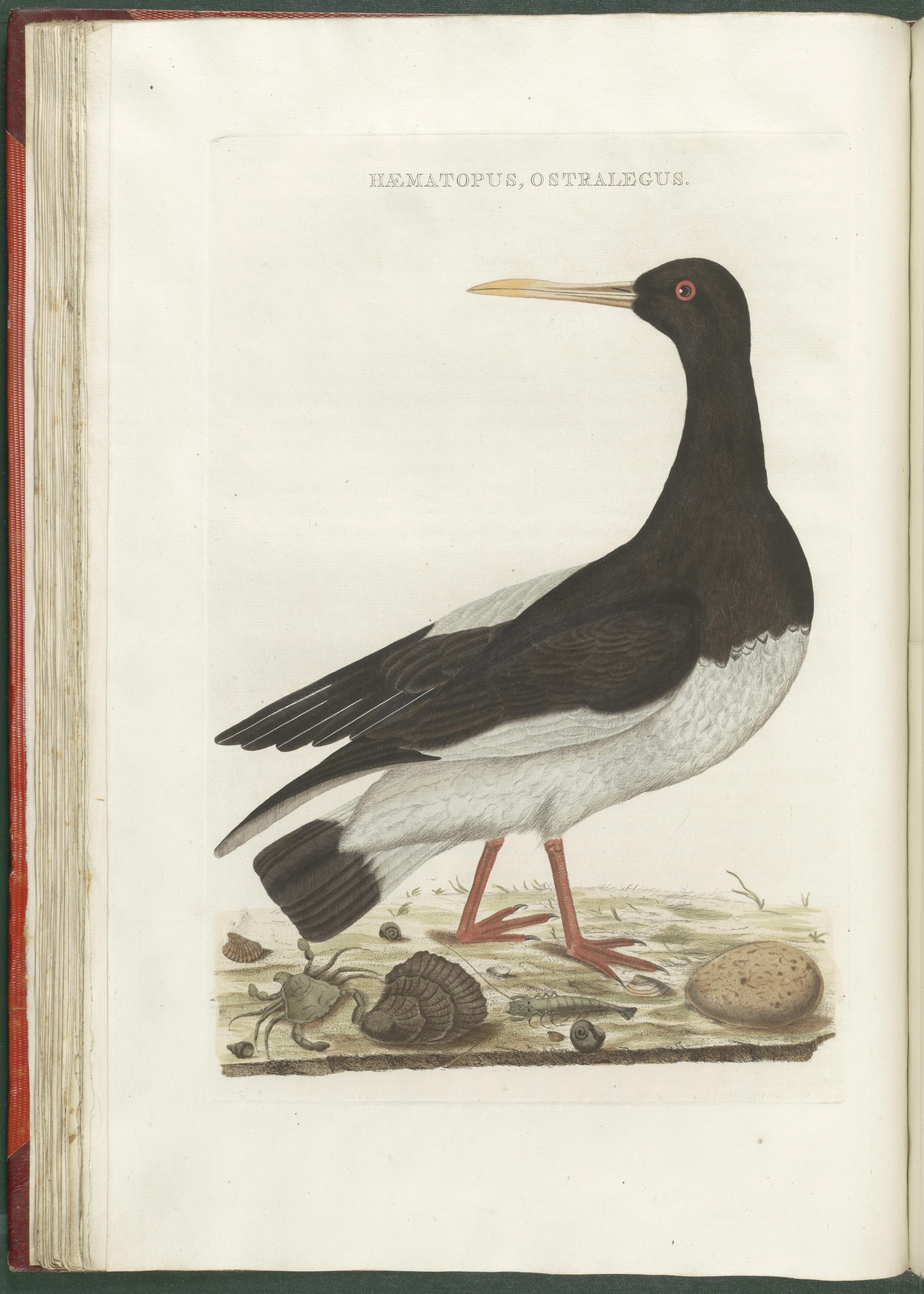 Christiaan Andreas Sepp of Jan Christiaan Sepp, Scholekster, in deel I van Nederlandsche vogelen, ingekleurde gravure, Teylers Museum.