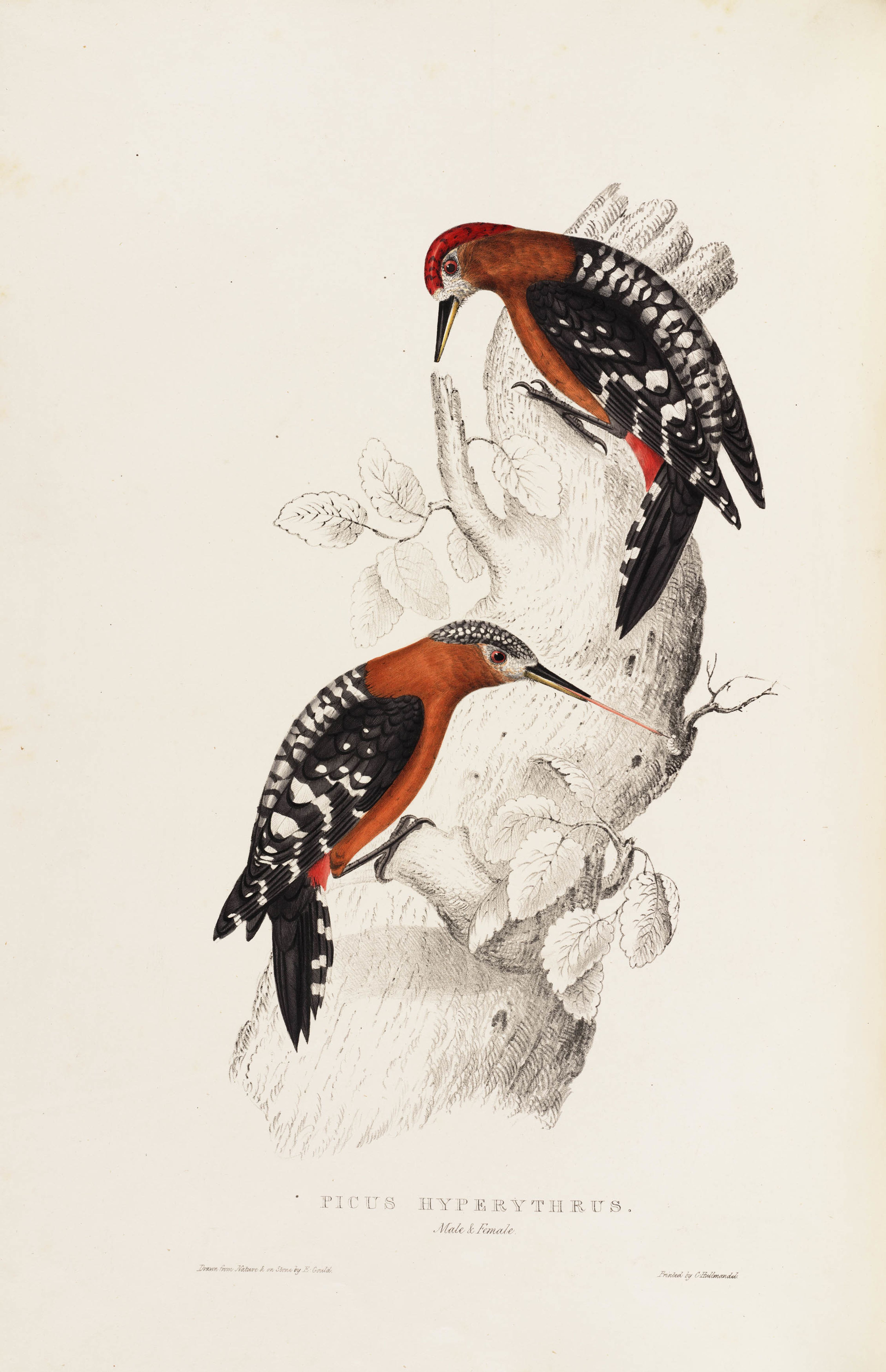 Elizabeth Gould, Picus Hyperythrus in 'A Century of Birds from the Himalaya Mountains', 1831.