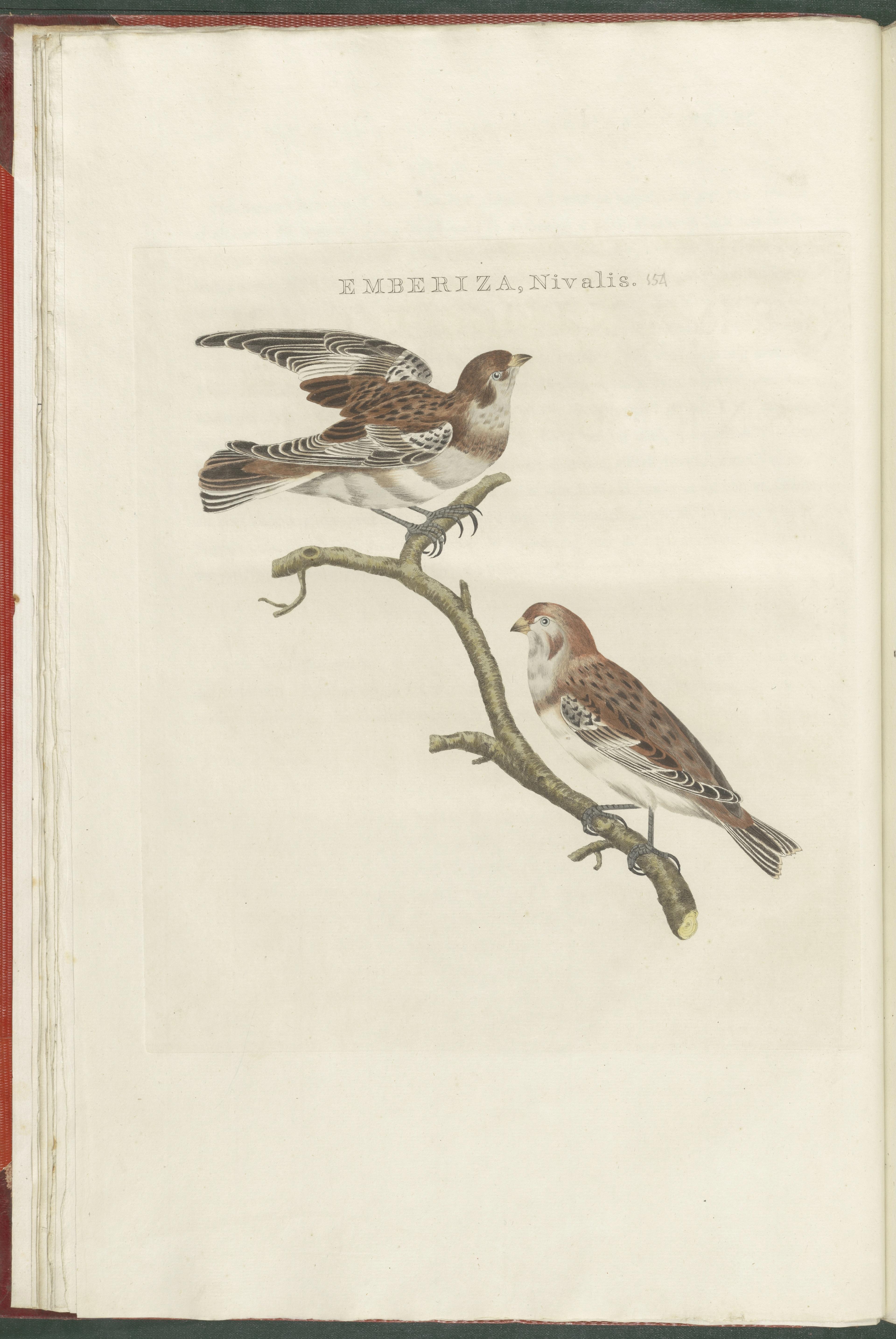 Jan Christiaan Sepp, Sneeuwgors, in deel IV van Nederlandsche vogelen, ingekleurde gravure, Teylers Museum.