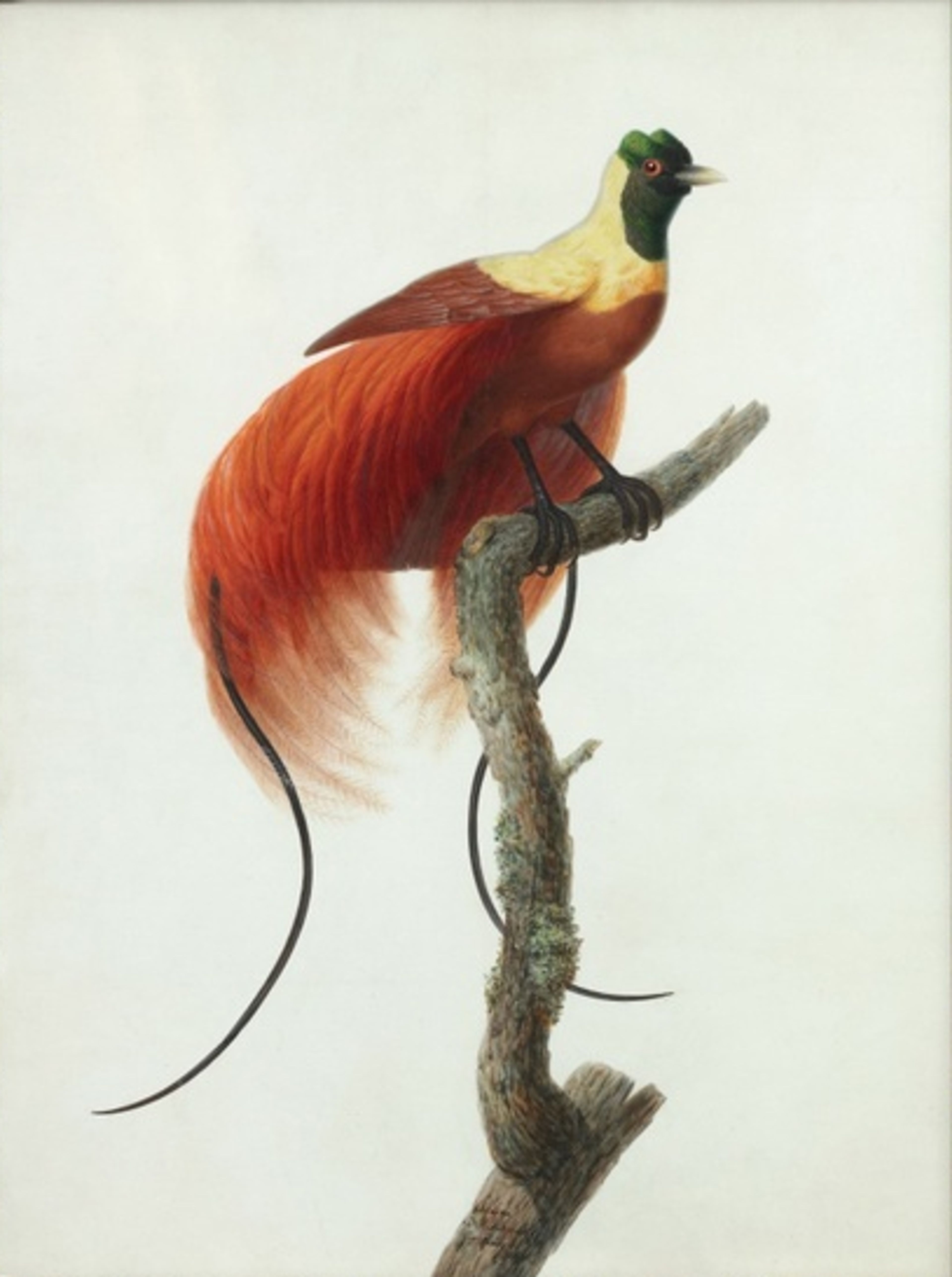 Pauline Knip-Rifer de Courcelles, Paradijsvogel (Uranornis rubra) op een tak, 1811.