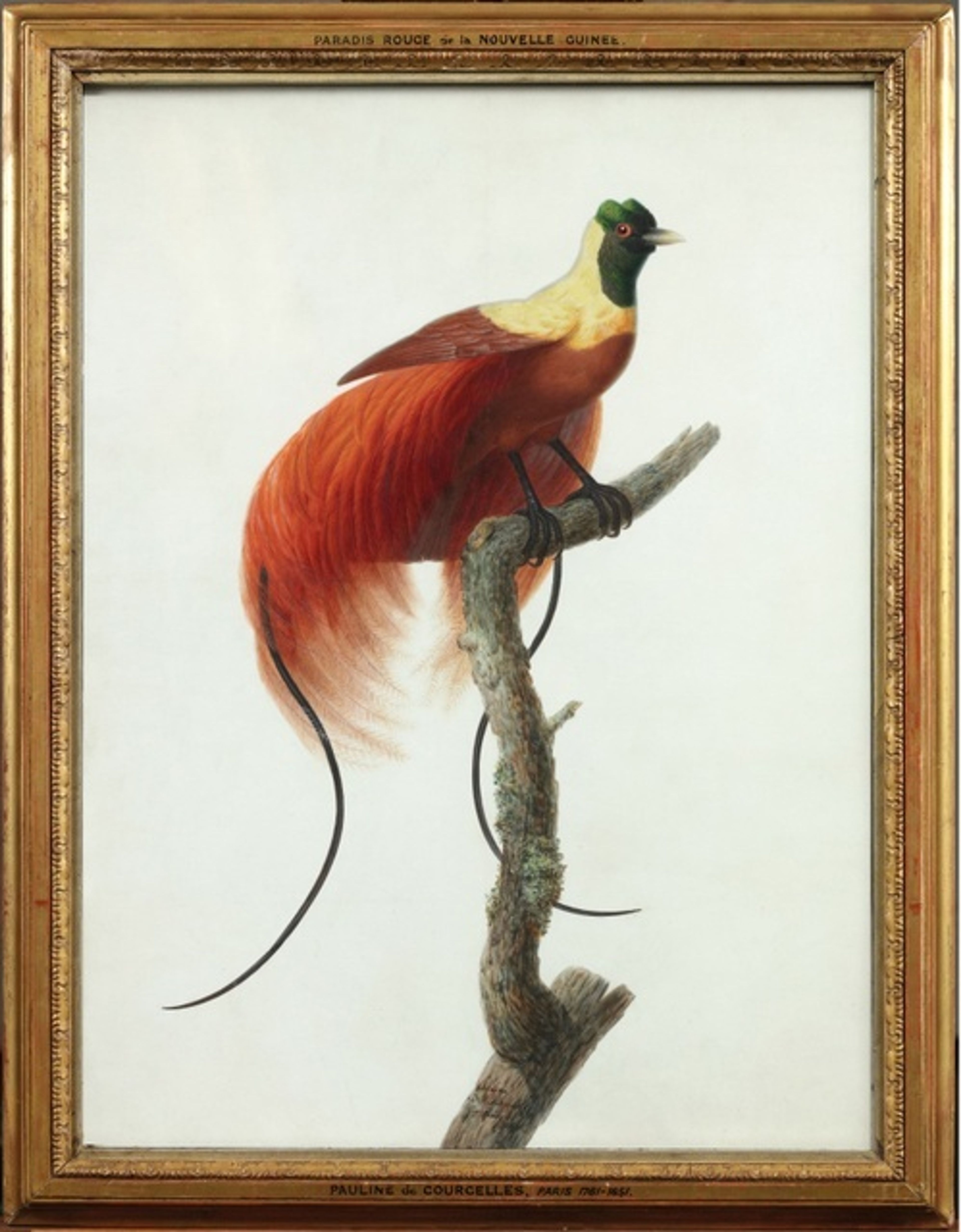 Pauline Knip-Rifer de Courcelles, Paradijsvogel (Uranornis rubra) op een tak, 1811.