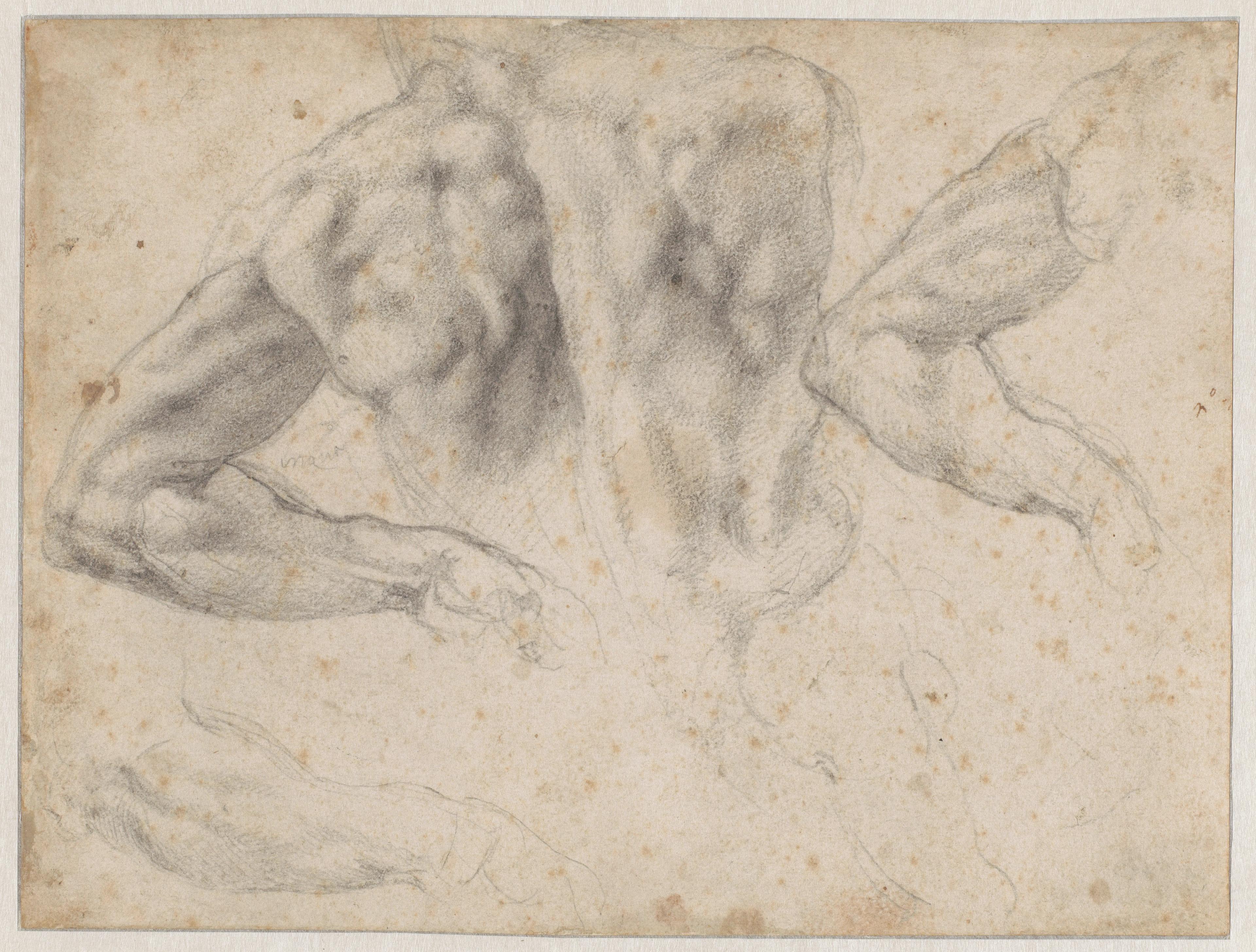 Michelangelo Buonarroti (1475-1564), Studies voor de Dag, ca. 1523-1527. Collectie Teylers Museum Michelangelo Buonarroti (1475-1564), Studies voor de Dag, ca. 1523-1527. Collectie Teylers Museum