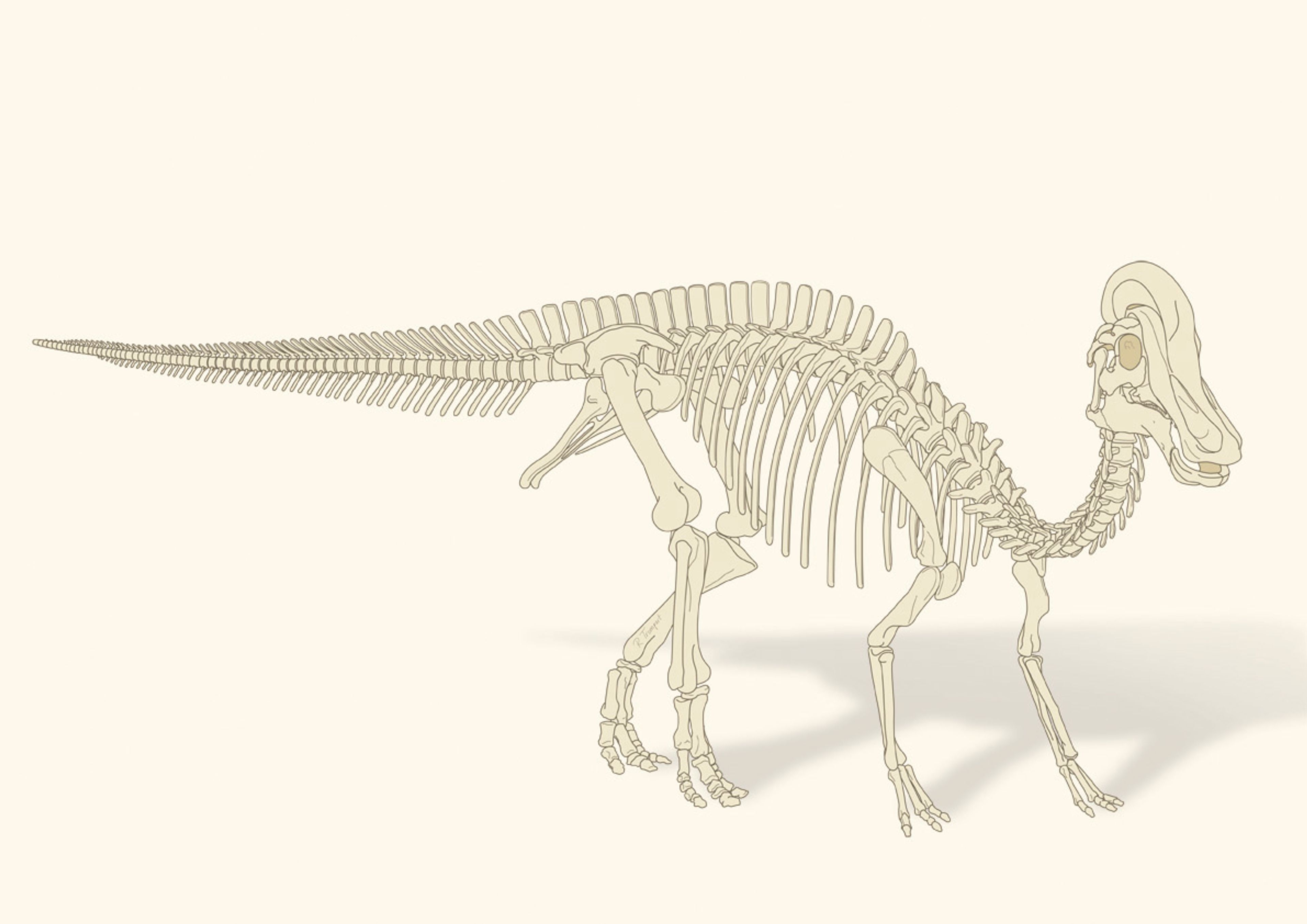 Reconstructie van het skelet van een Hadrosaurus.