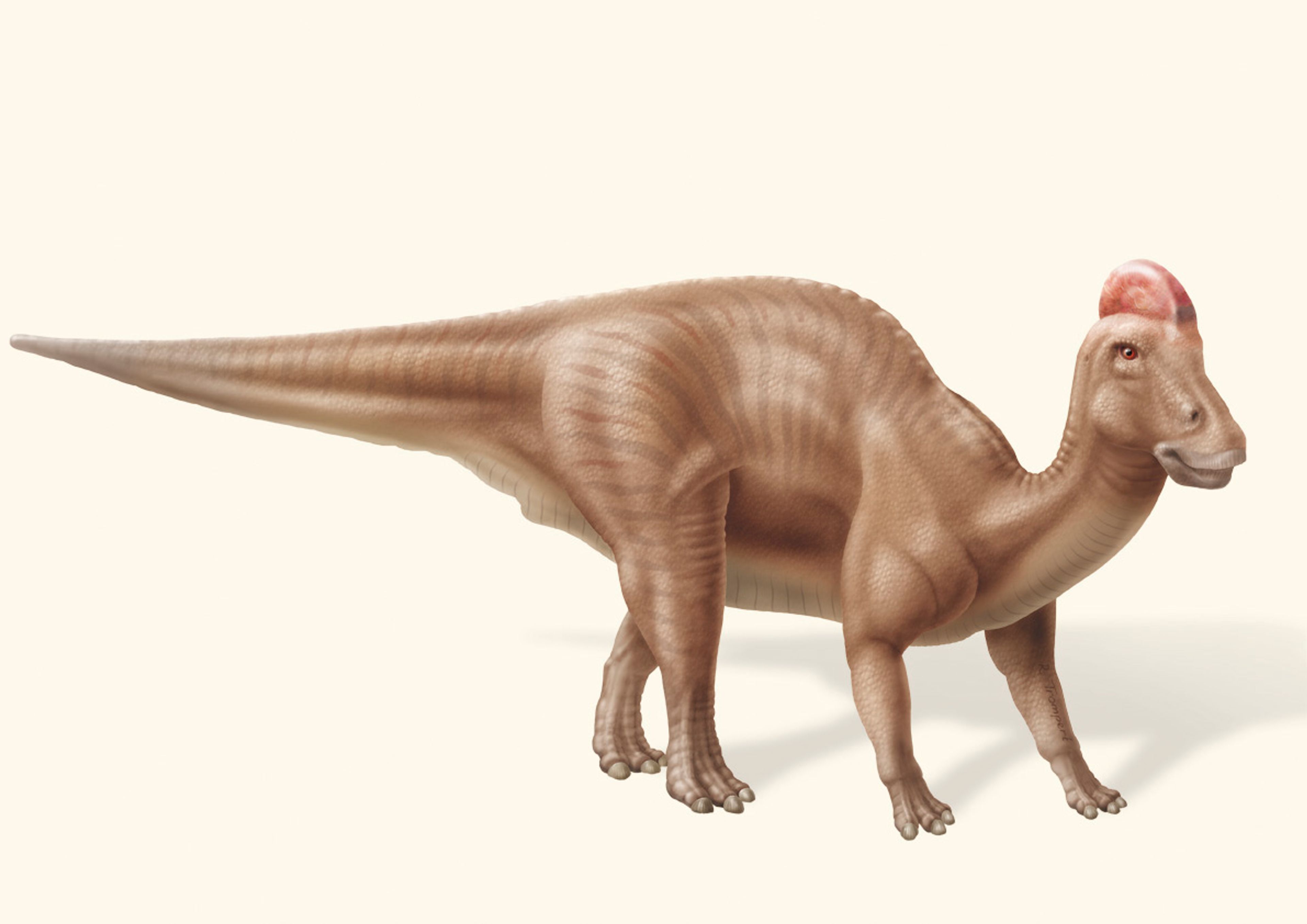 Reconstructie van de huid van een Hadrosaurus.