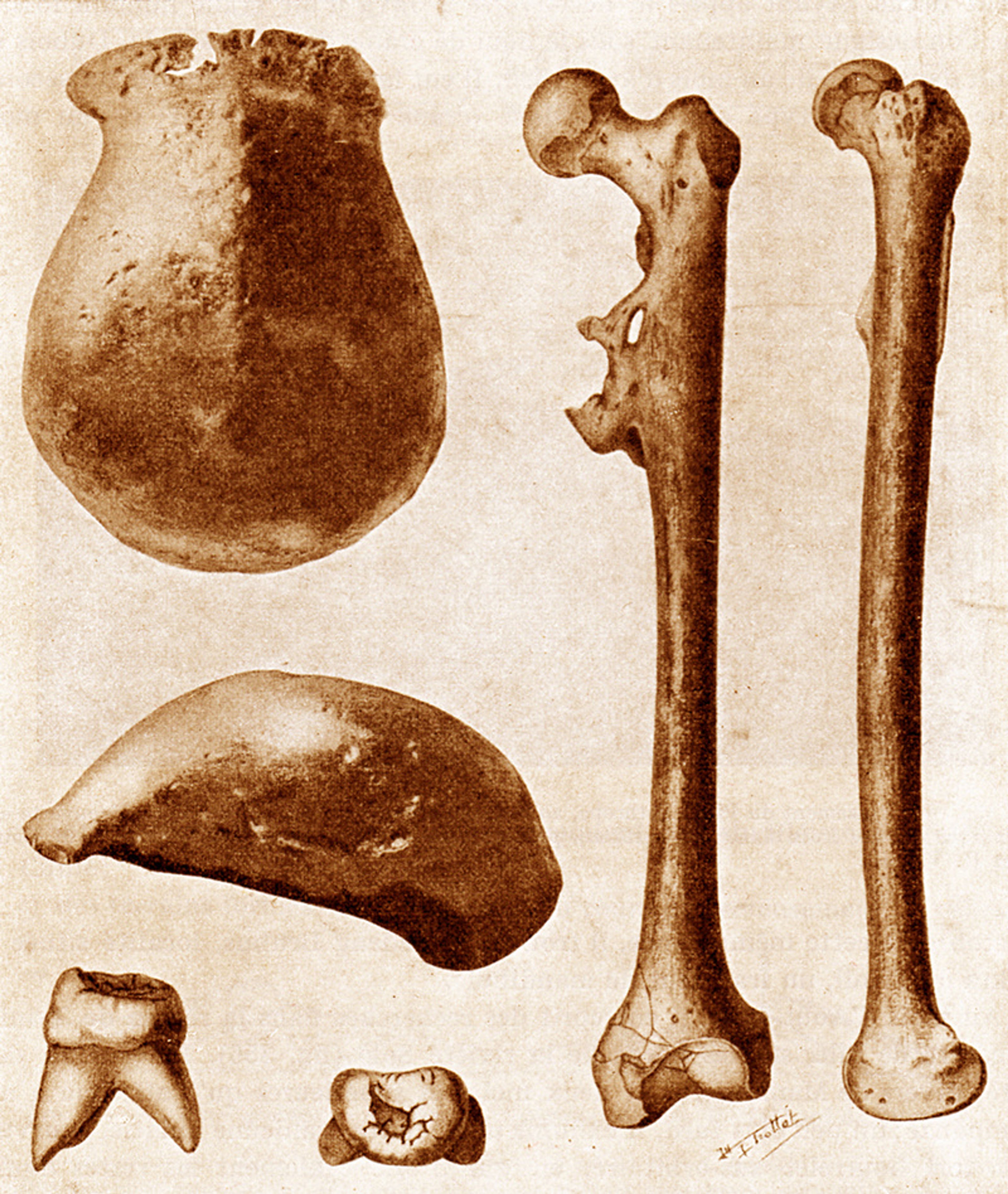 Het schedelkapje, dijbeen en andere vondsten van Dubois, Java. 