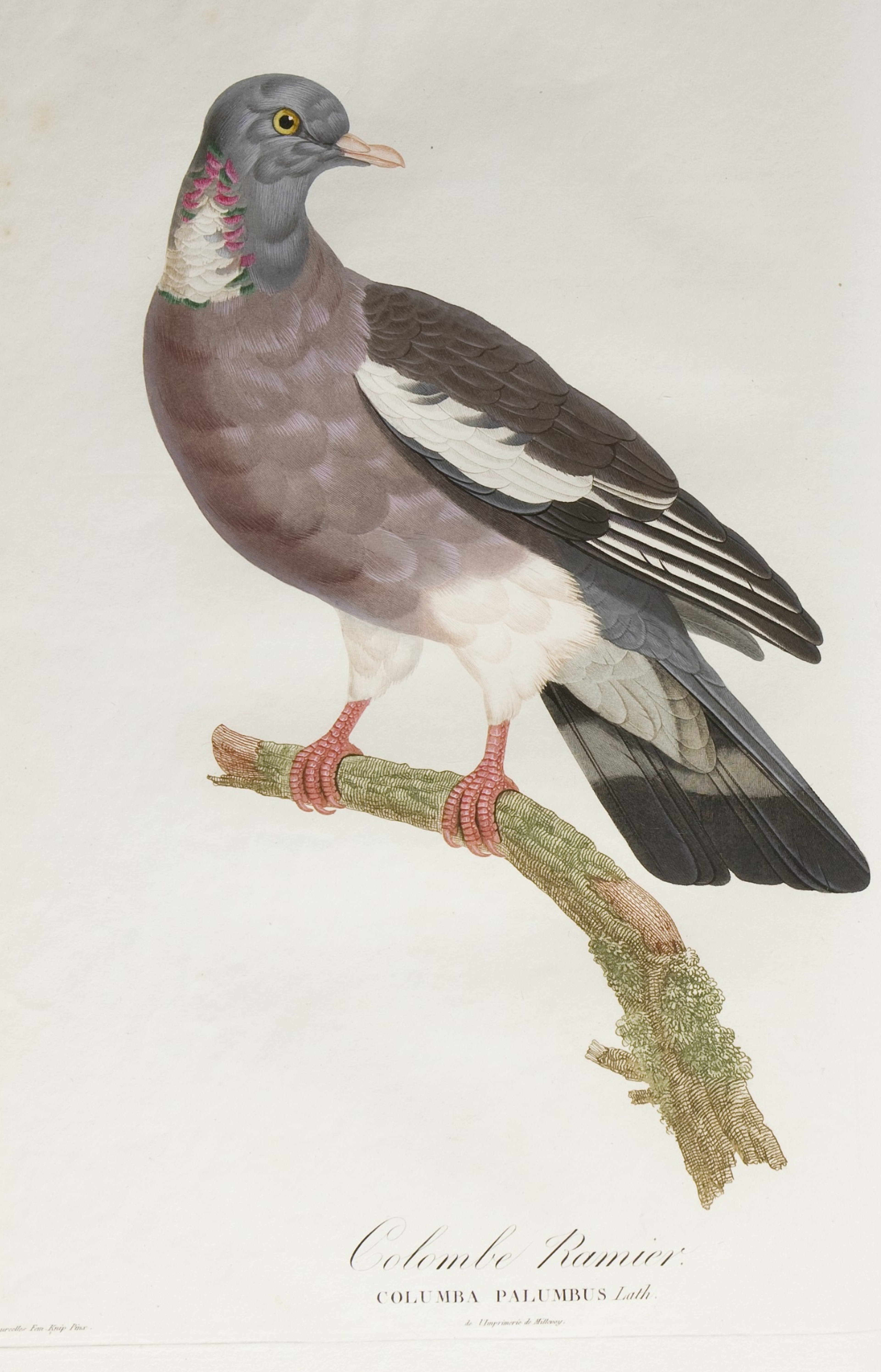 Pauline Knip-Rifer de Courcelles, 'Colombe Ramier', in 'Histoire naturelle générale des pigeons', 1808.