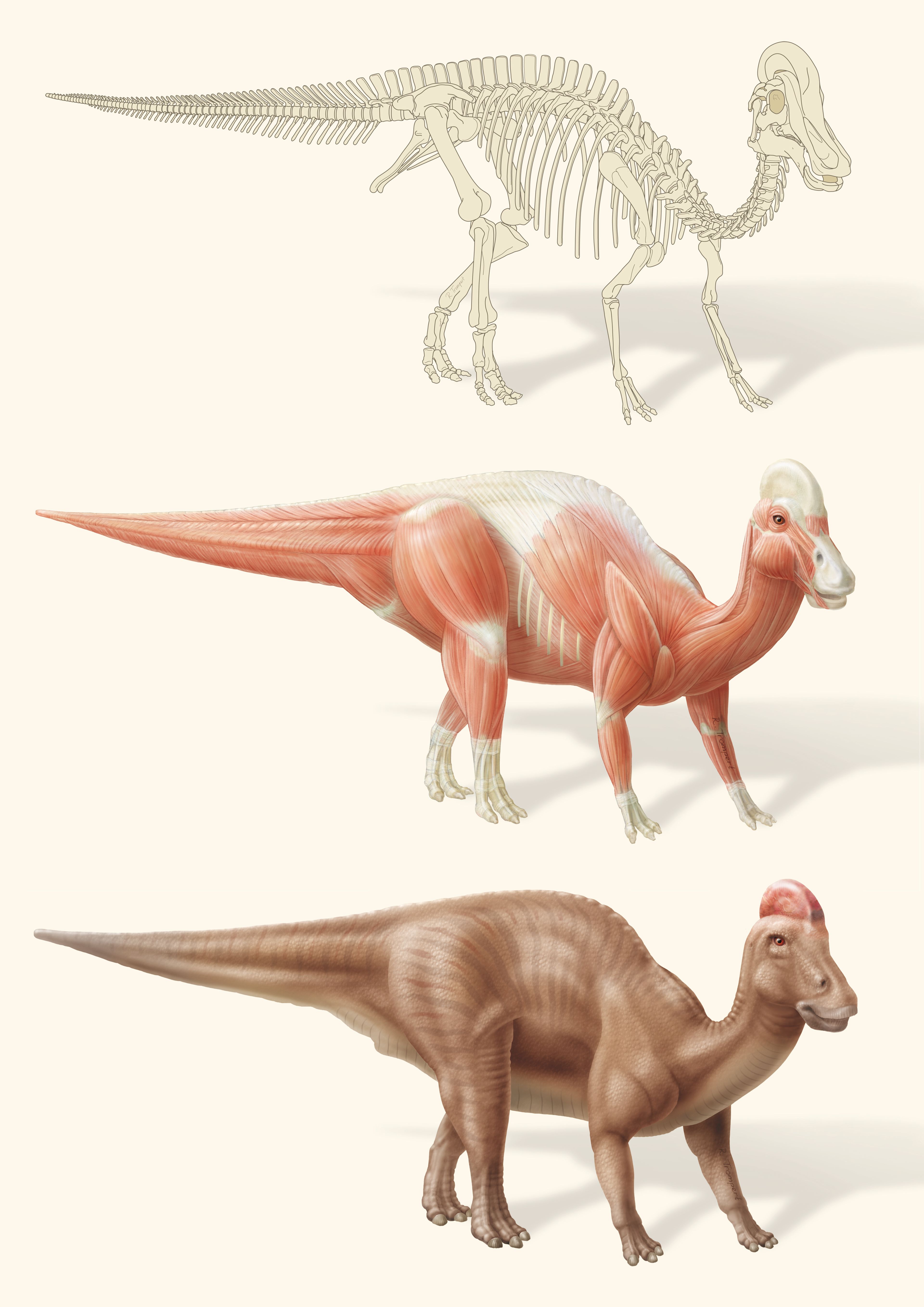 Reconstructie van het skelet, de spieren en de huid van een Hadrosaurus.