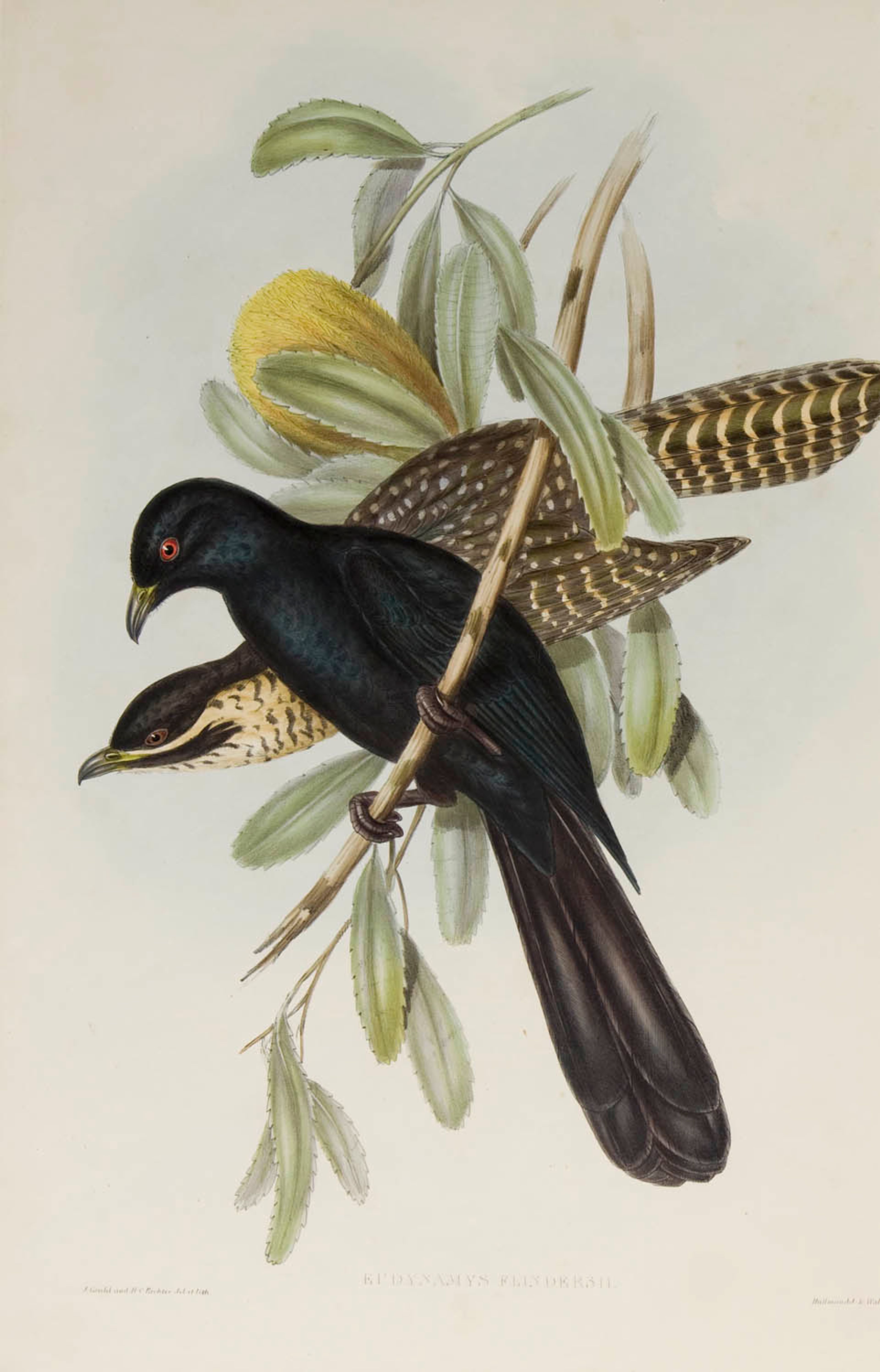 Elizabeth Gould, Eudynamys Flindersii (Australische Koël) in 'The Birds of Australia', 1848-1870.
