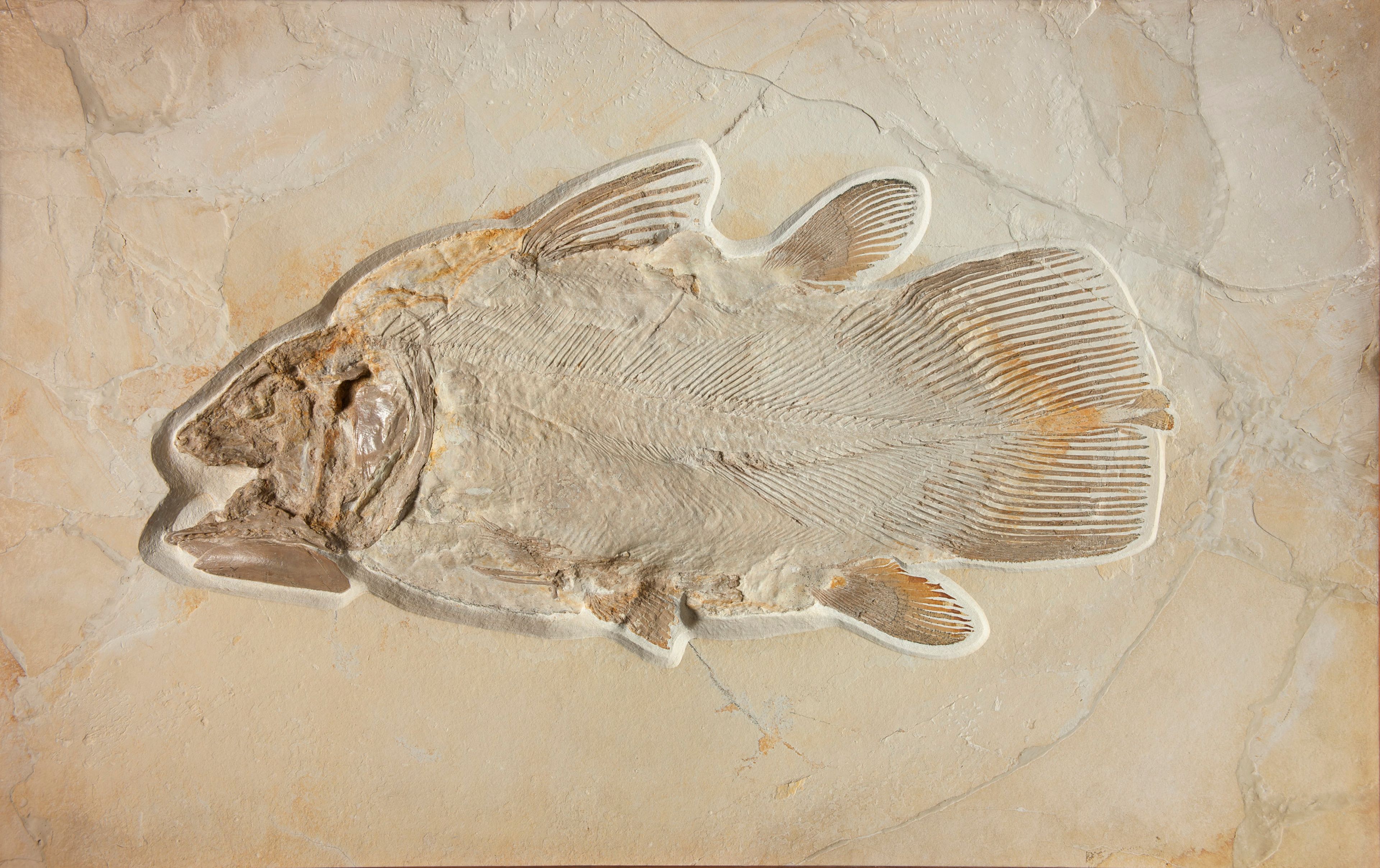 De coelacanth wordt lange tijd als uitgestorven beschouwd, totdat in 1938 een levend exemplaar wordt opgevist in Zuid-Afrika. Wetenschappers moeten hun theorie daarom bijstellen.  