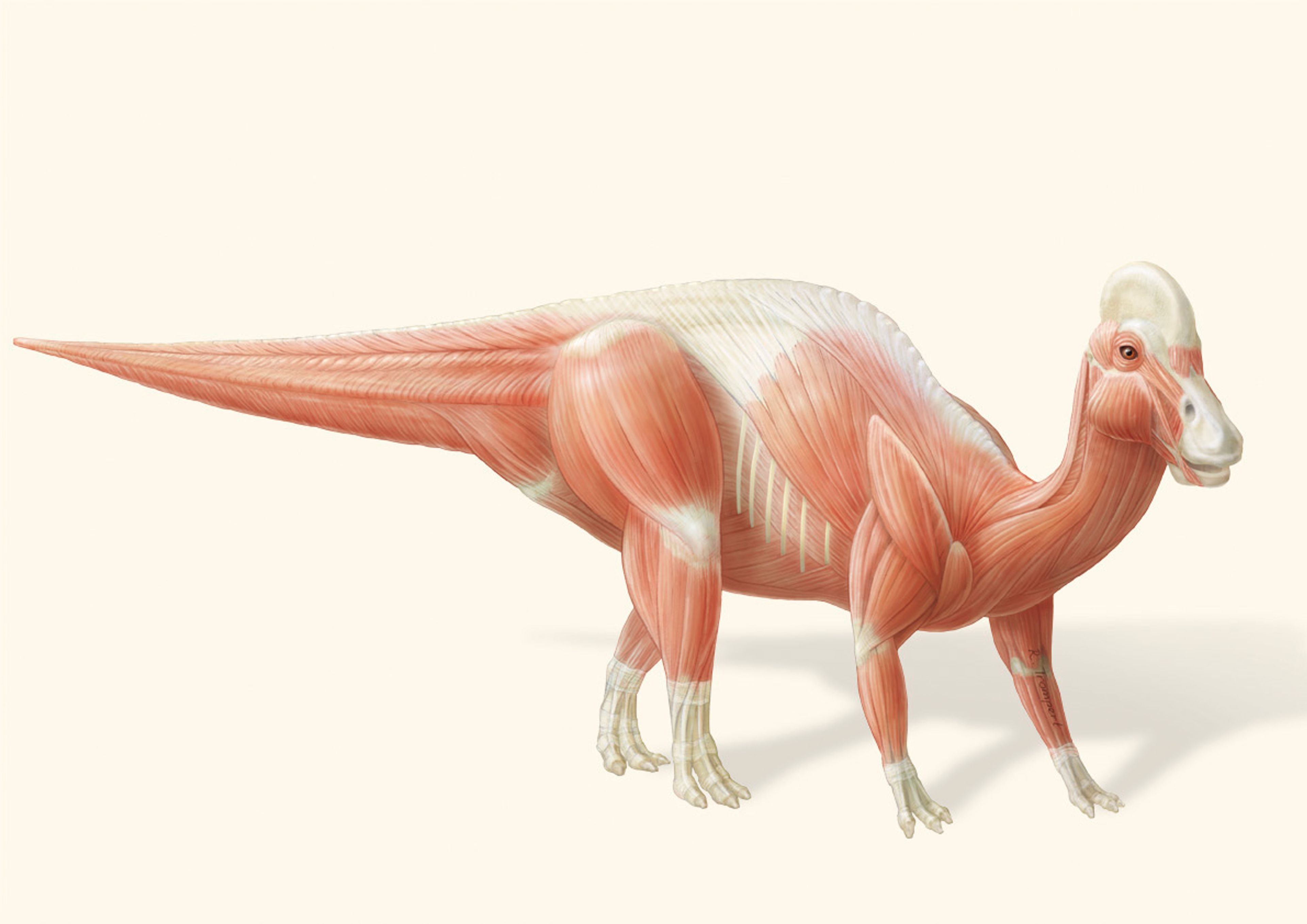 Reconstructie van de spieren van een Hadrosaurus.