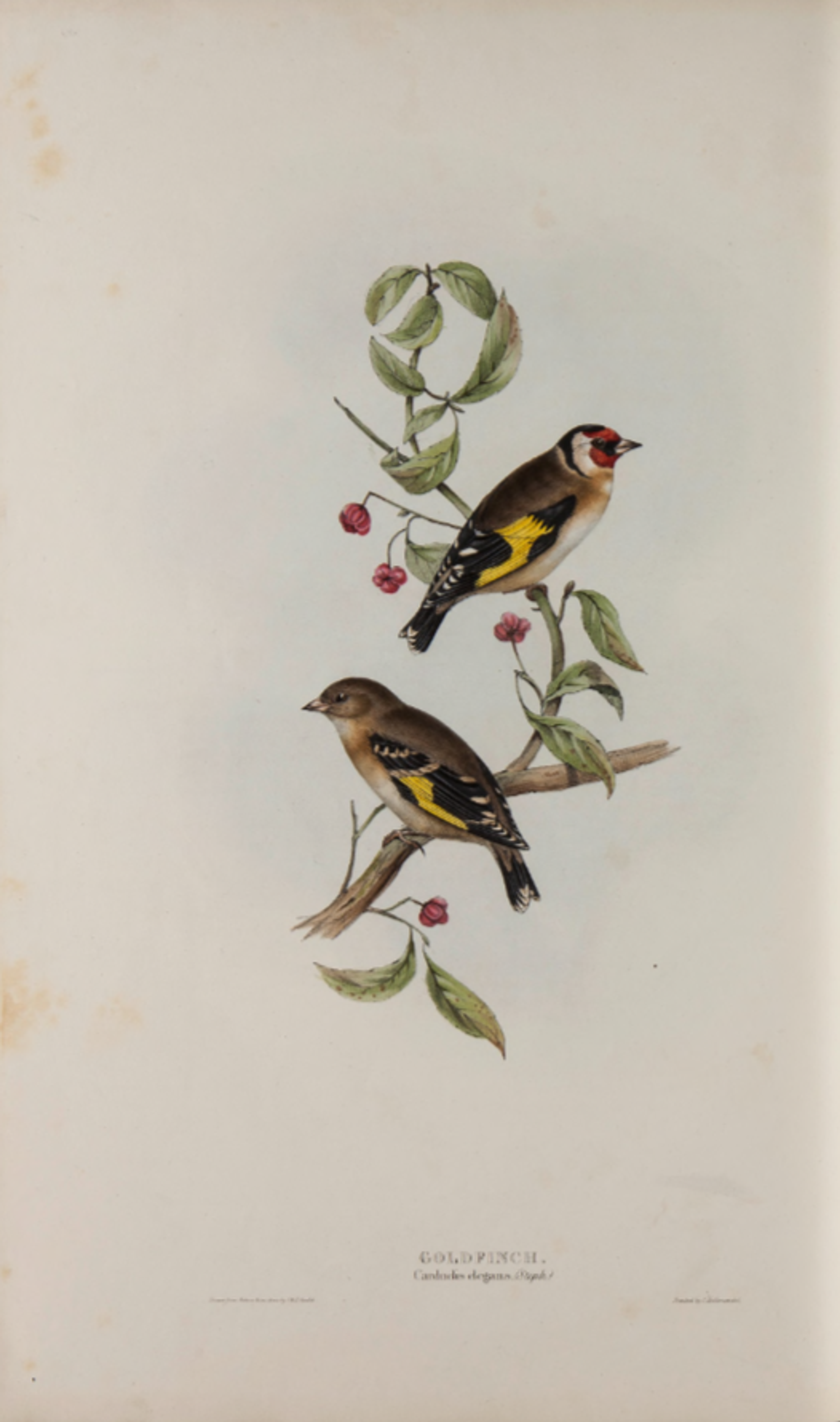 Elizabeth Gould, Putter in 'The Birds of Europe', 1837.
