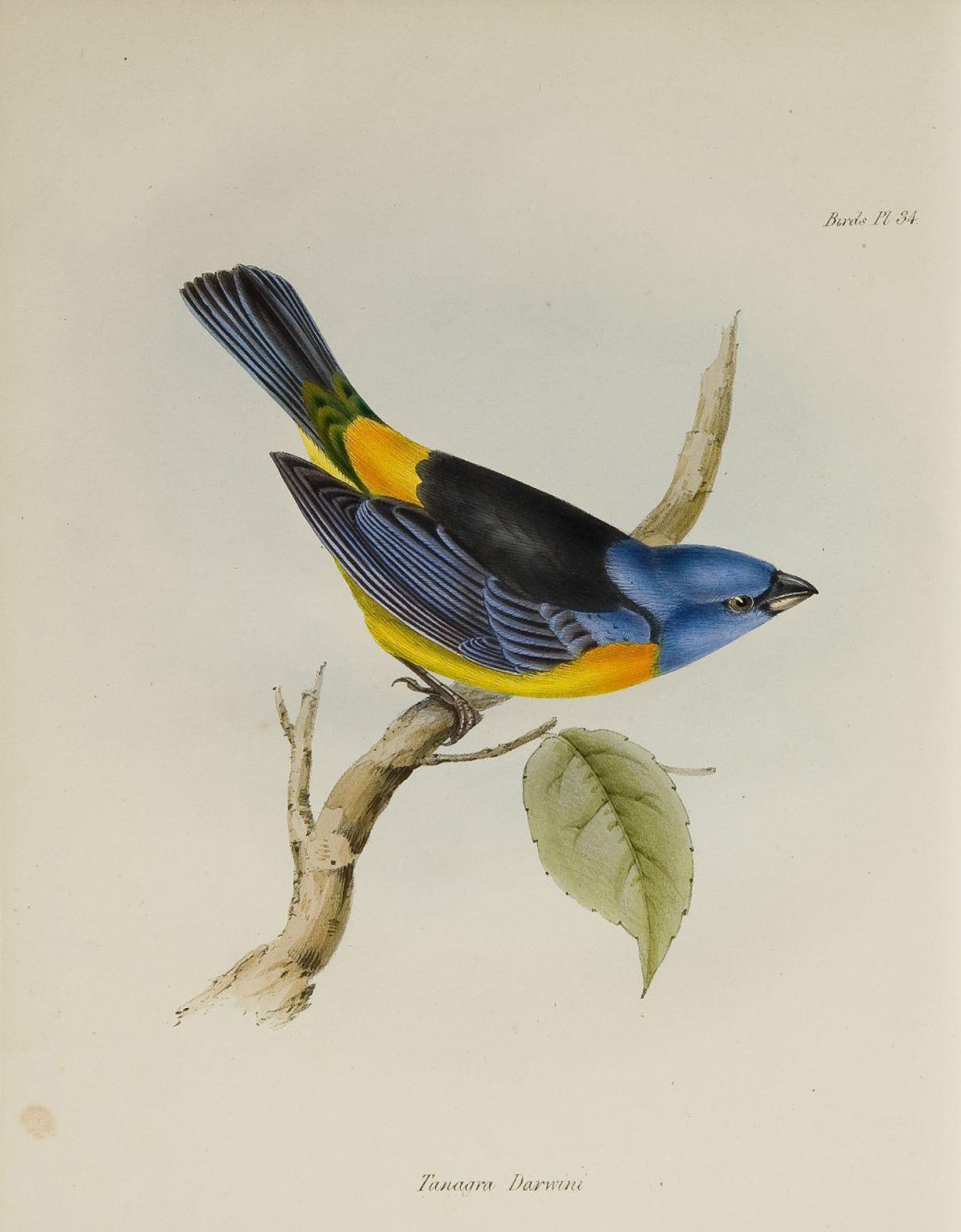 Elizabeth Gould, Tanagra Darwini in 'The Zoology of the Voyage of H.M.S. Beagle', 1839-1843.