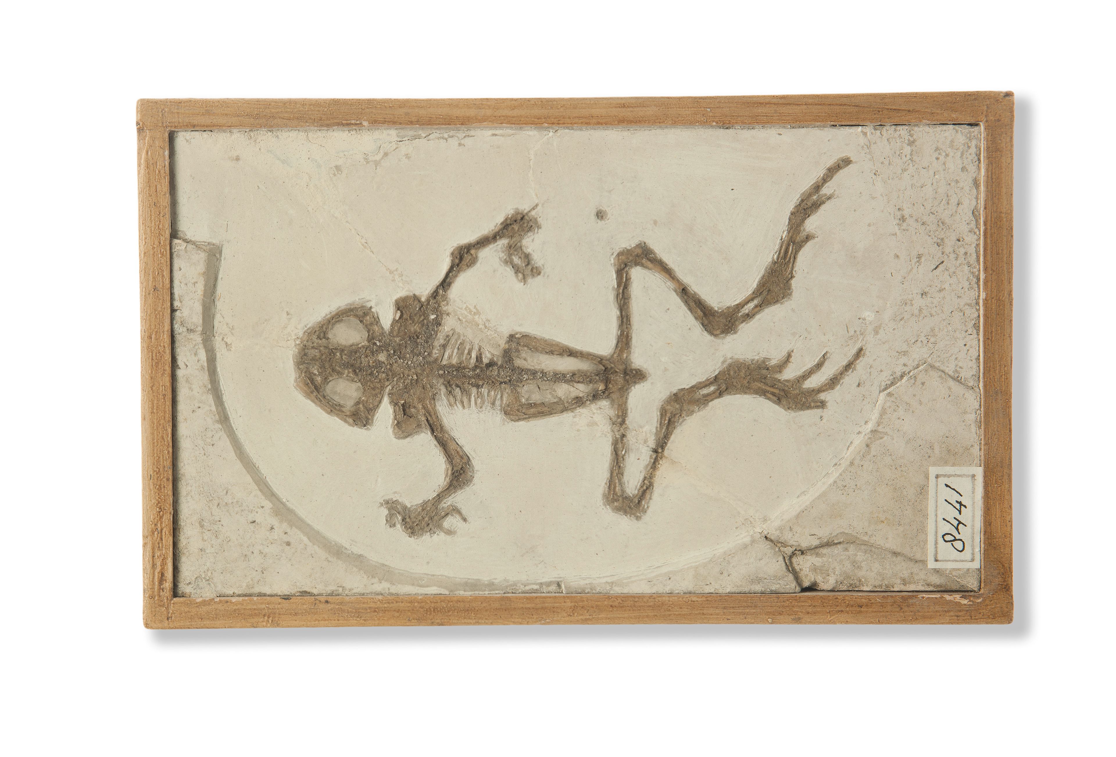 Bufo gessneri Tschudi, 1838. Inv.nr. F 08441.