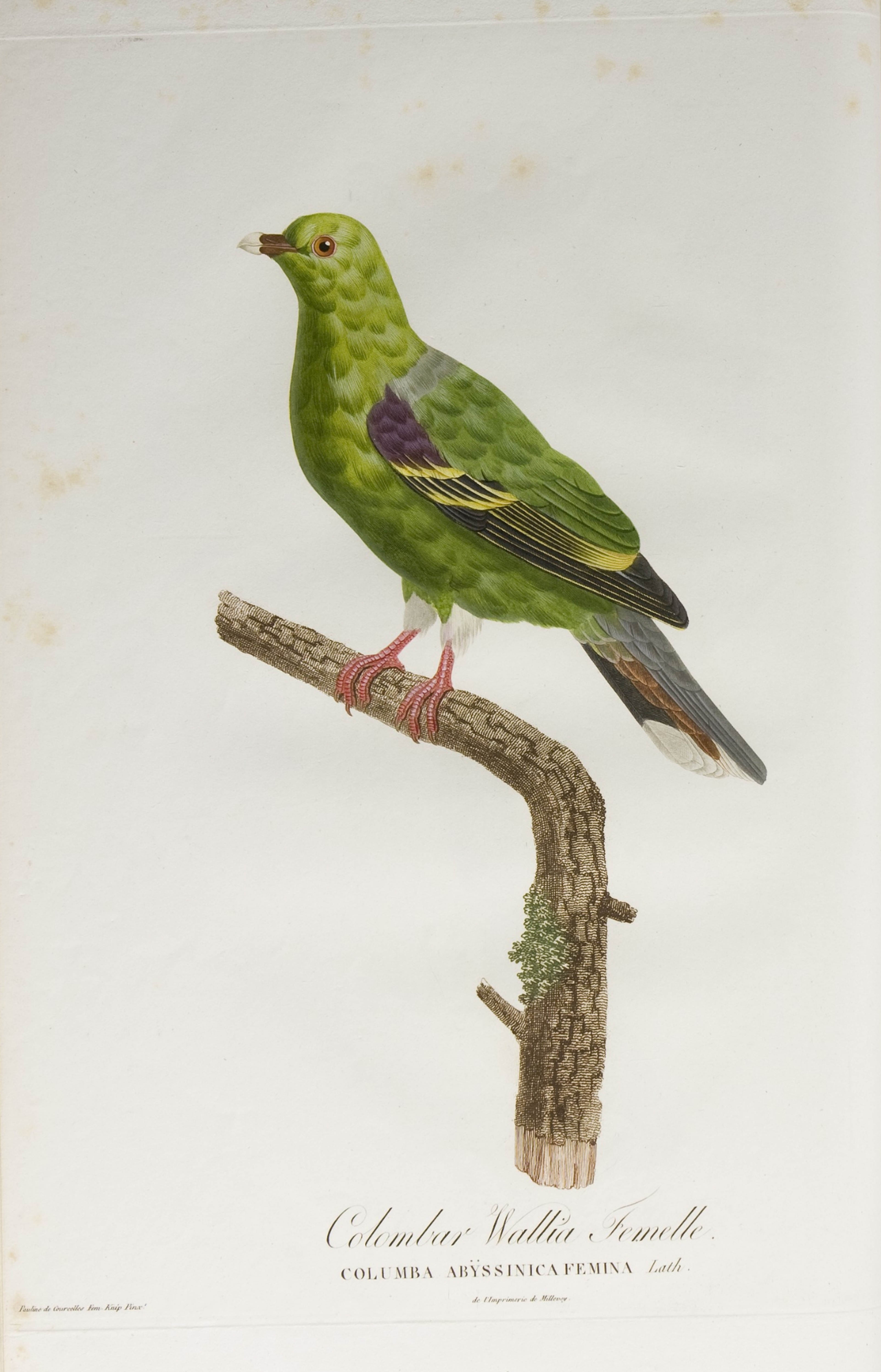 Pauline Knip-Rifer de Courcelles, 'Colombar Wallia, femelle', in 'Histoire naturelle générale des pigeons', 1808.