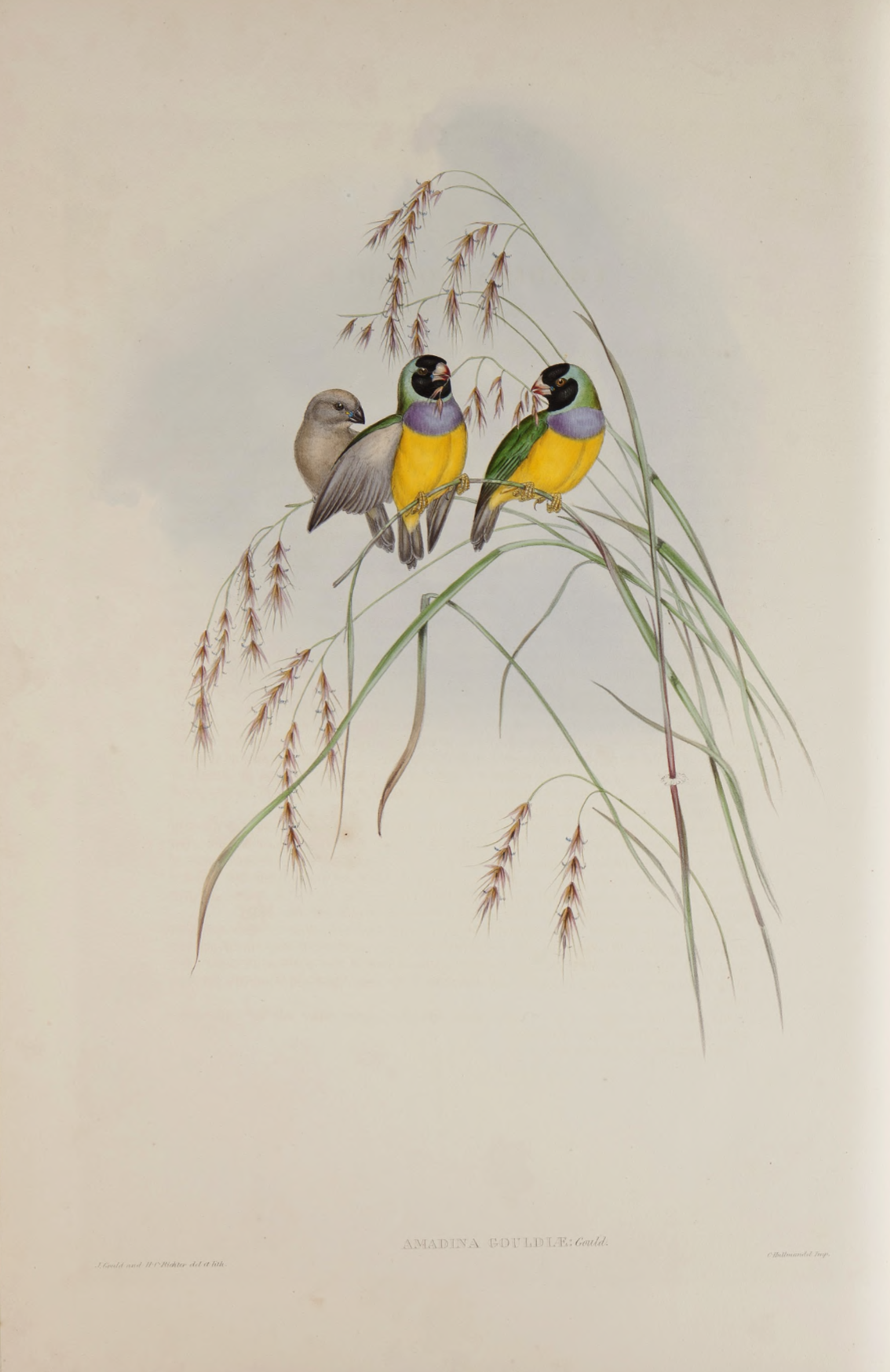 Elizabeth Gould, Amadina Gouldiae in 'The Birds of Australia', 1848-1870.