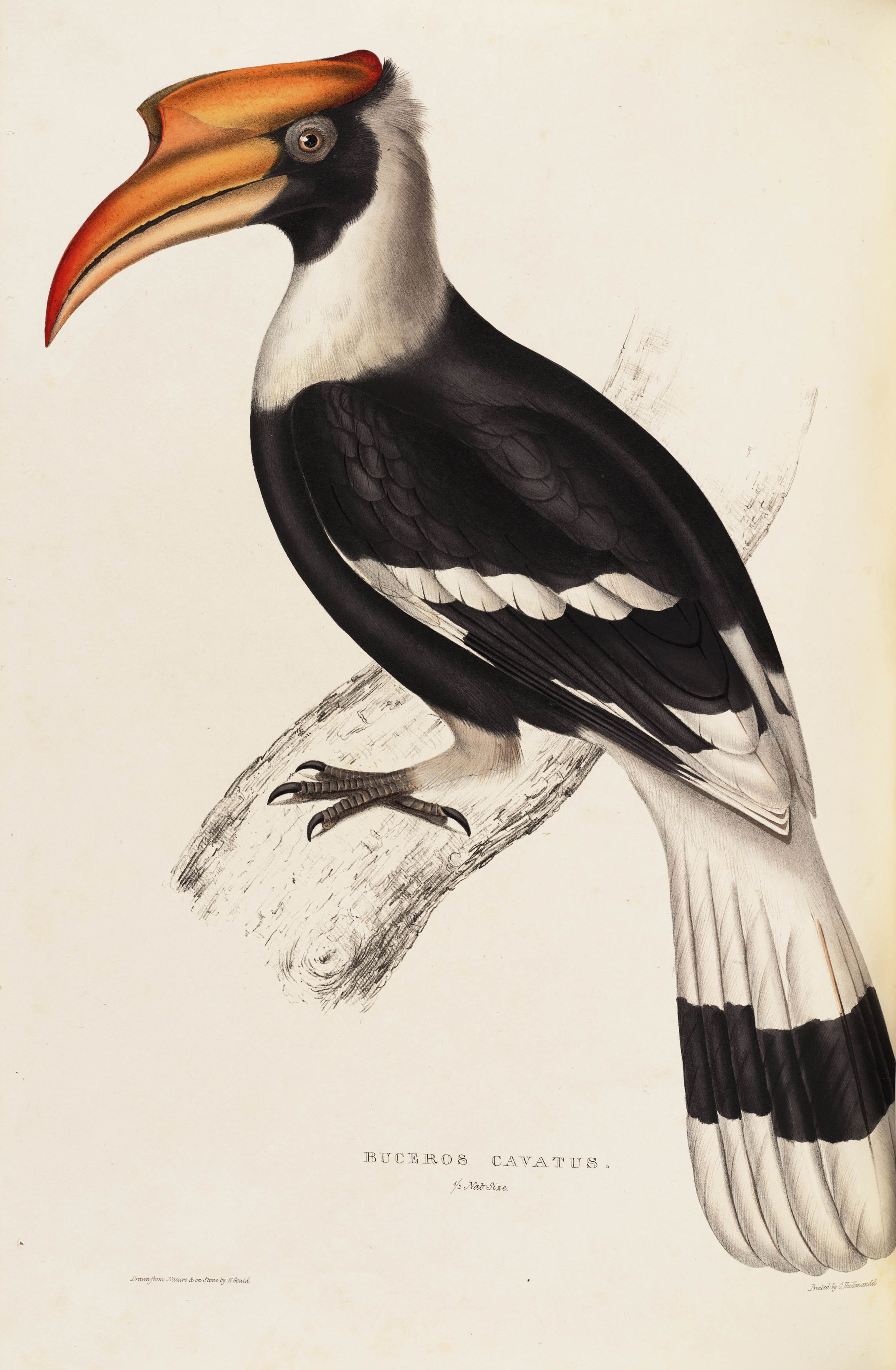 Elizabeth Gould, Buceros Cavatus in 'A Century of Birds from the Himalaya Mountains', 1831.