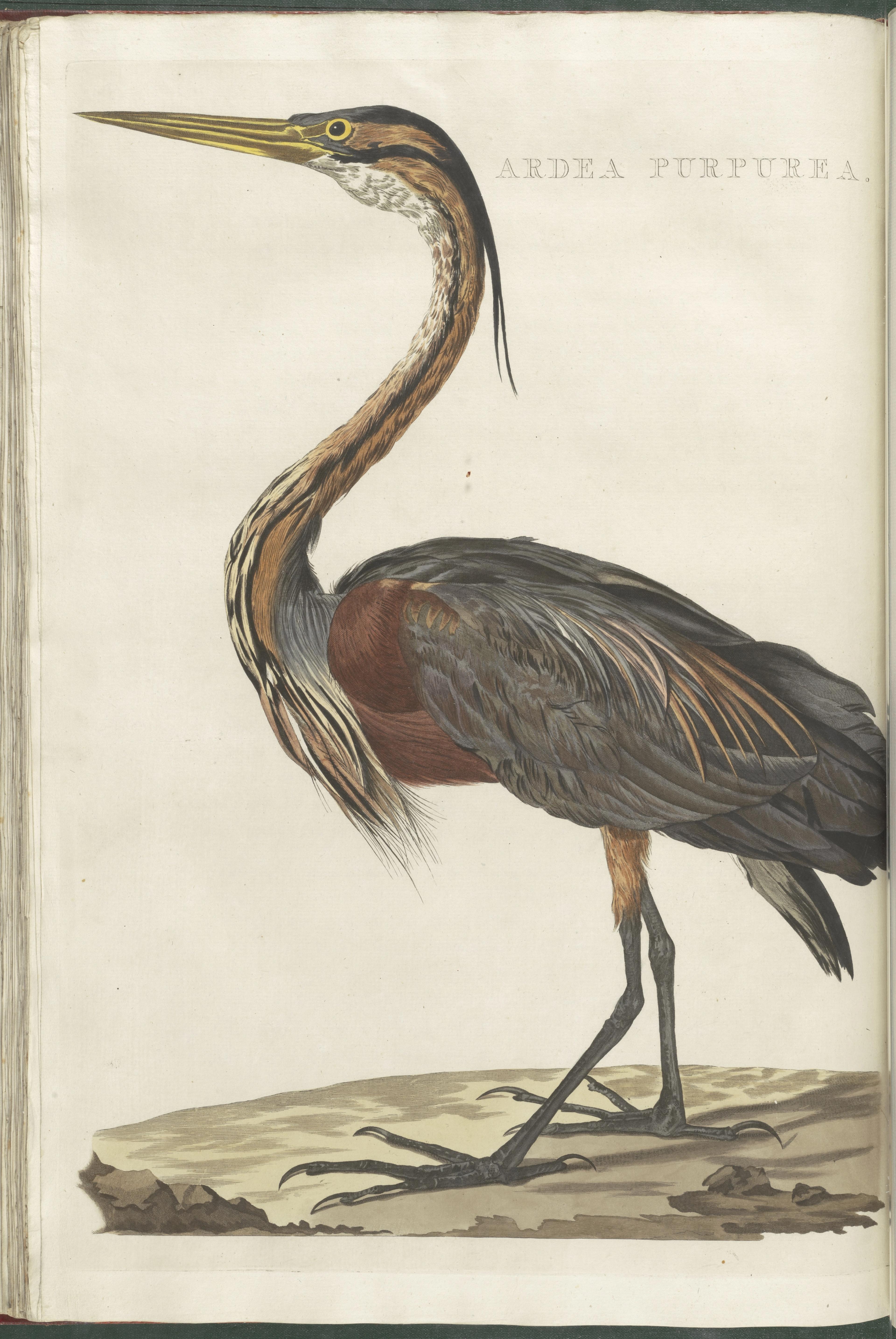 Wybrand Hendriks, Purperreiger, in deel IV van Nederlandsche vogelen, ingekleurde gravure, Teylers Museum