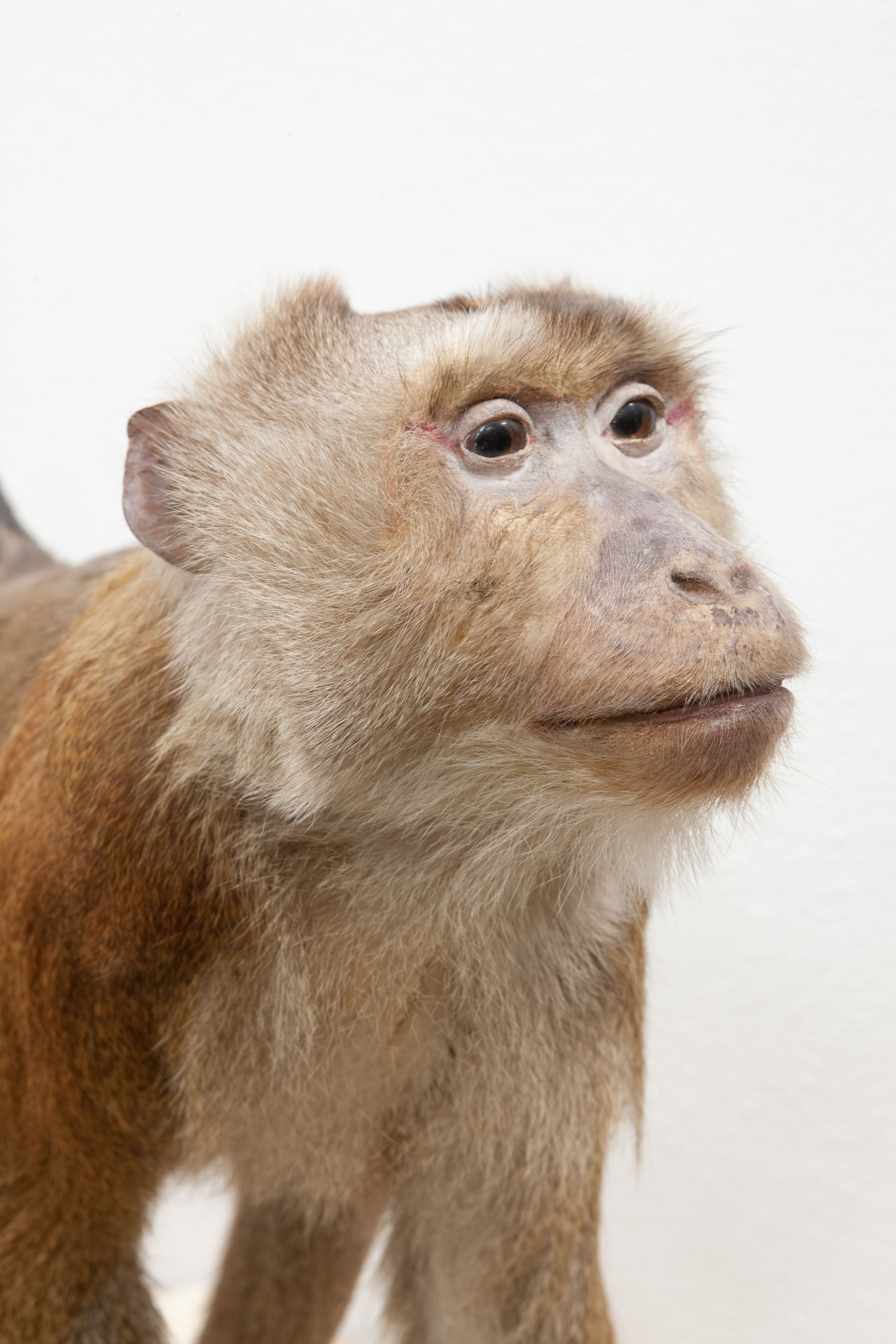 Makaak (Macaca sylvanus).