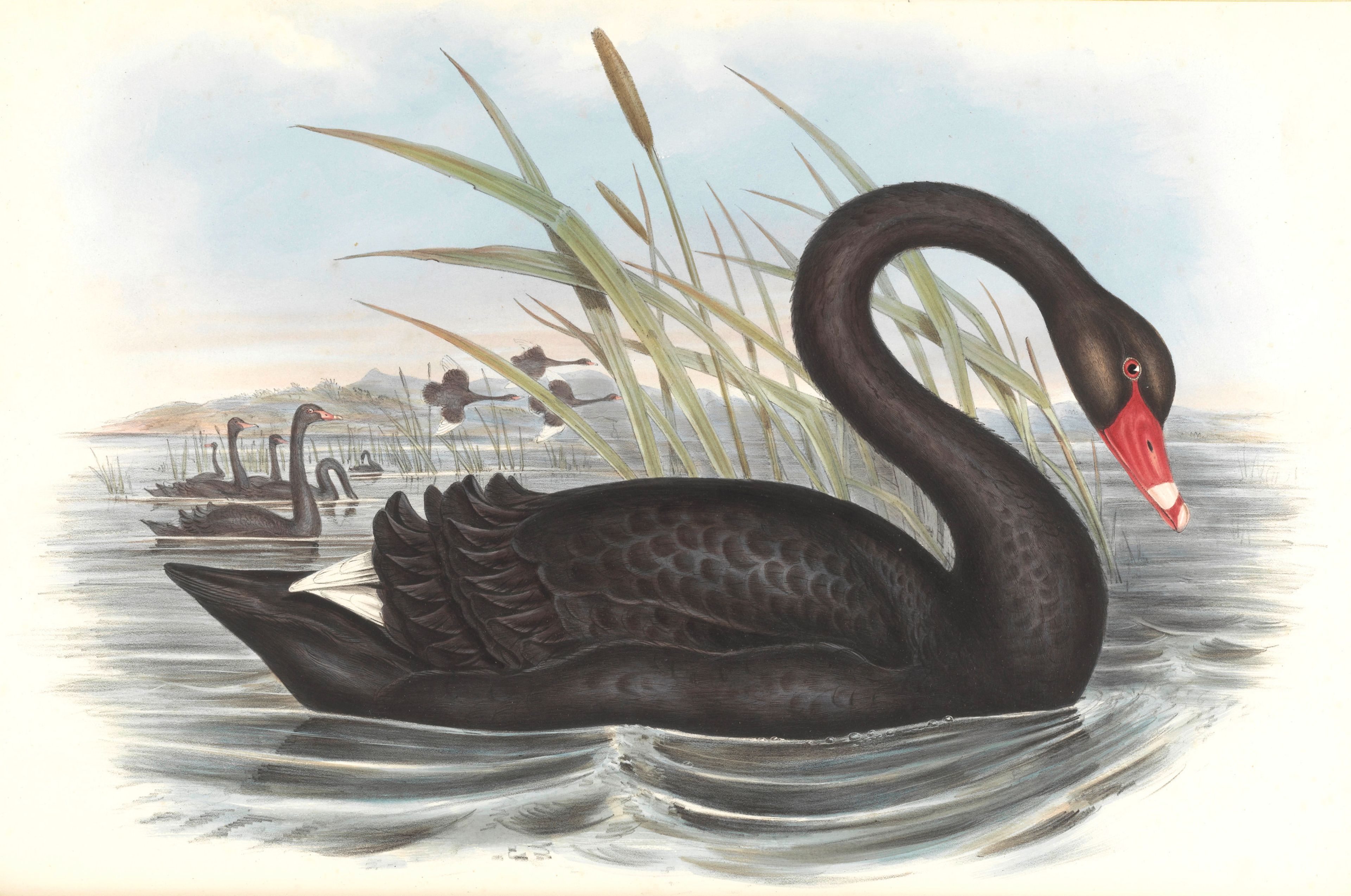 Zwarte zwaan, uit: John James Audubon (1785-1851), The Birds of America, 1827-1838. Collectie Teylers Museum
