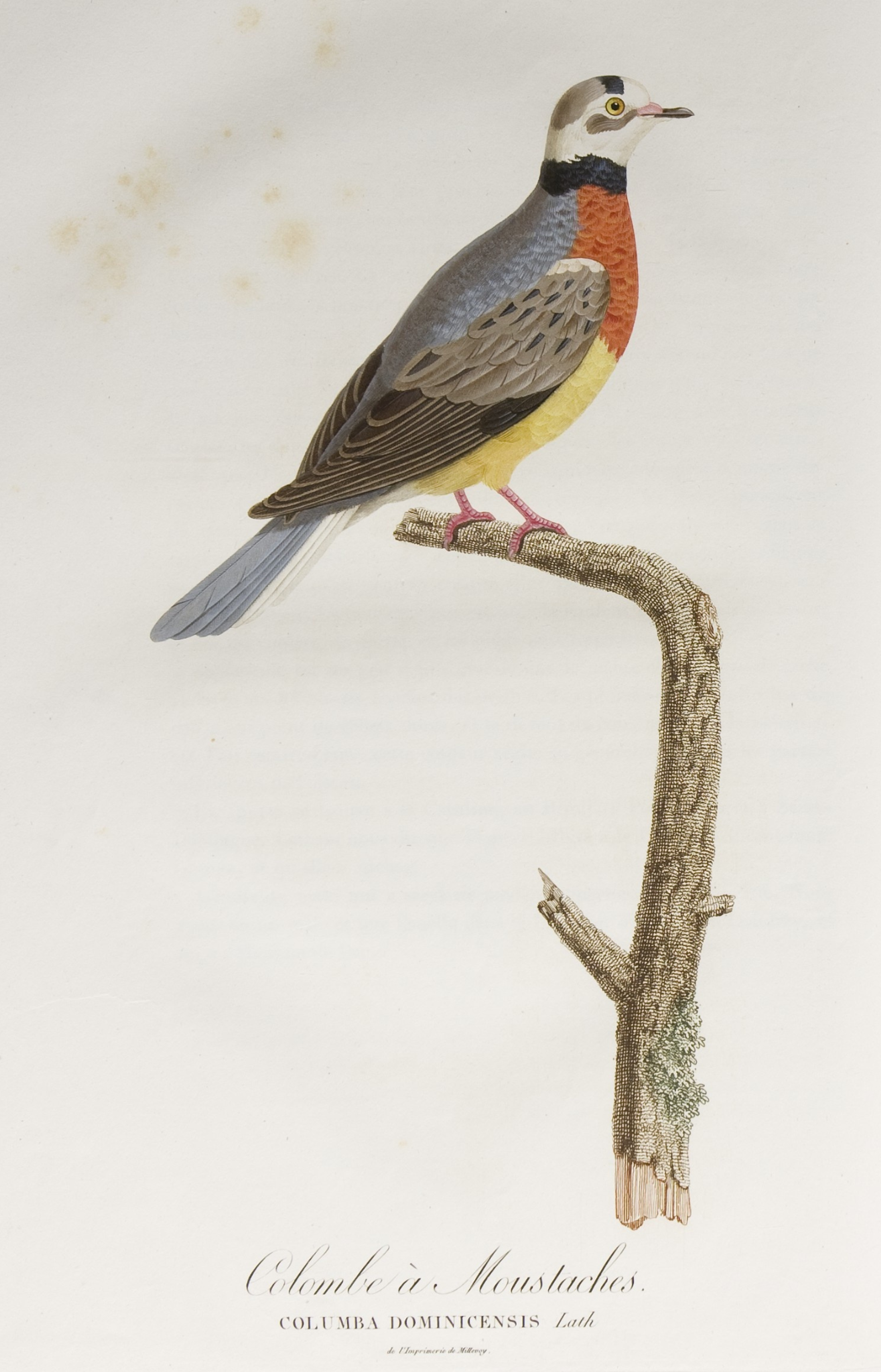 Pauline Knip-Rifer de Courcelles, 'Colombe à Moustaches', in 'Histoire naturelle générale des pigeons', 1808.