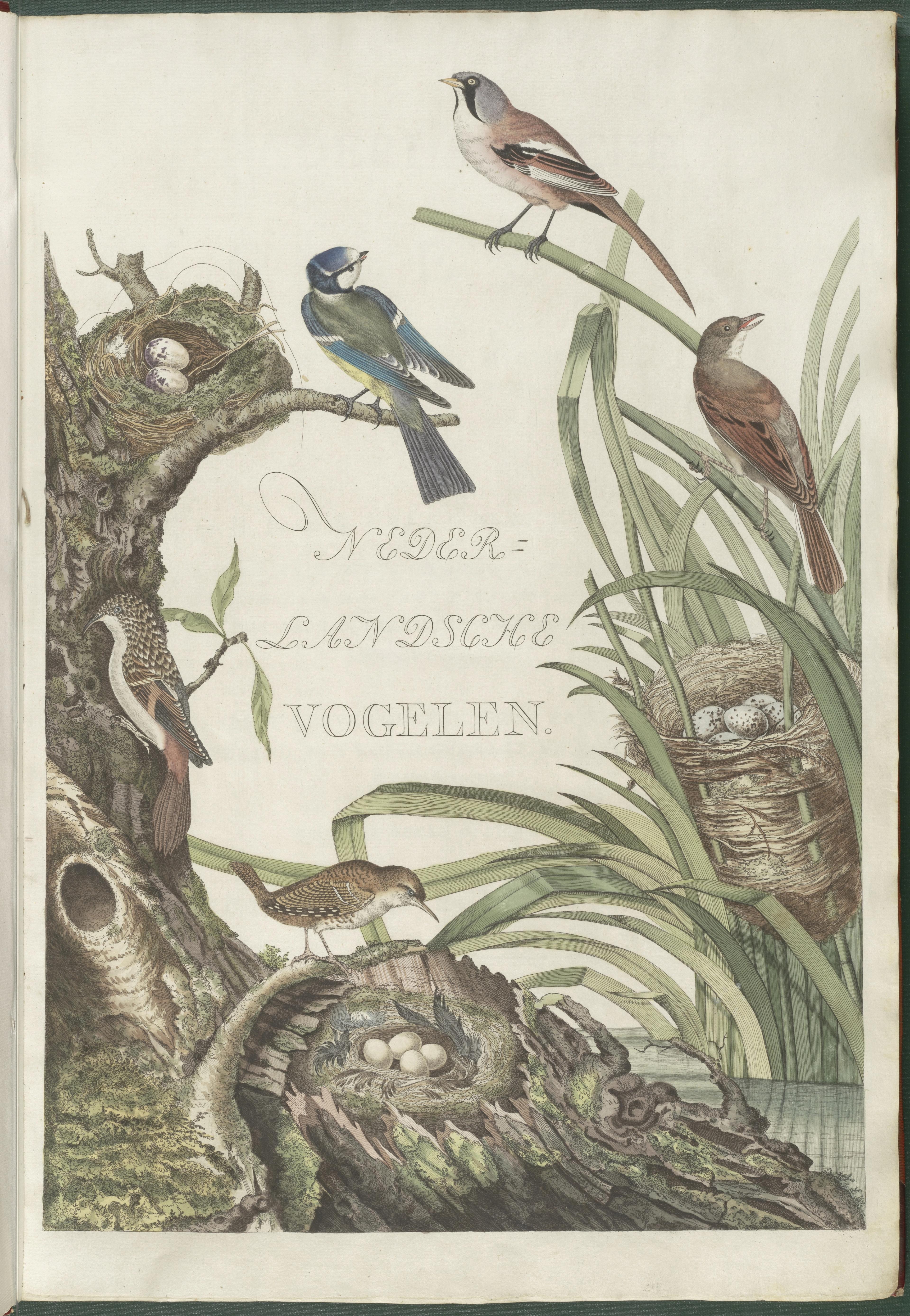 Titelpagina van Nederlandsche vogelen, ingekleurde gravure, Teylers Museum.