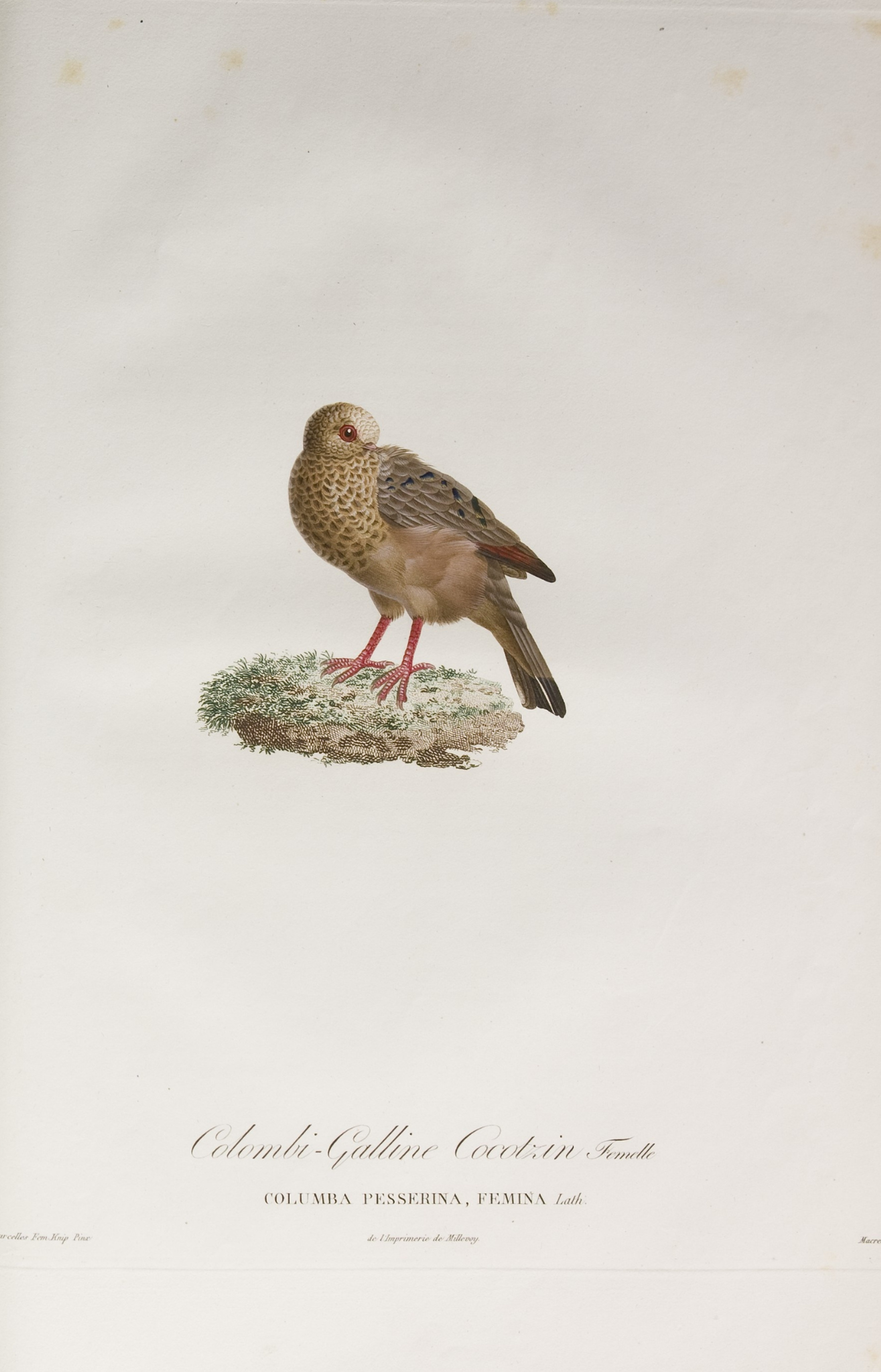 Pauline Knip-Rifer de Courcelles, 'Colombi-Galline Cocotzin, Femelle', in 'Histoire naturelle générale des pigeons', 1808.