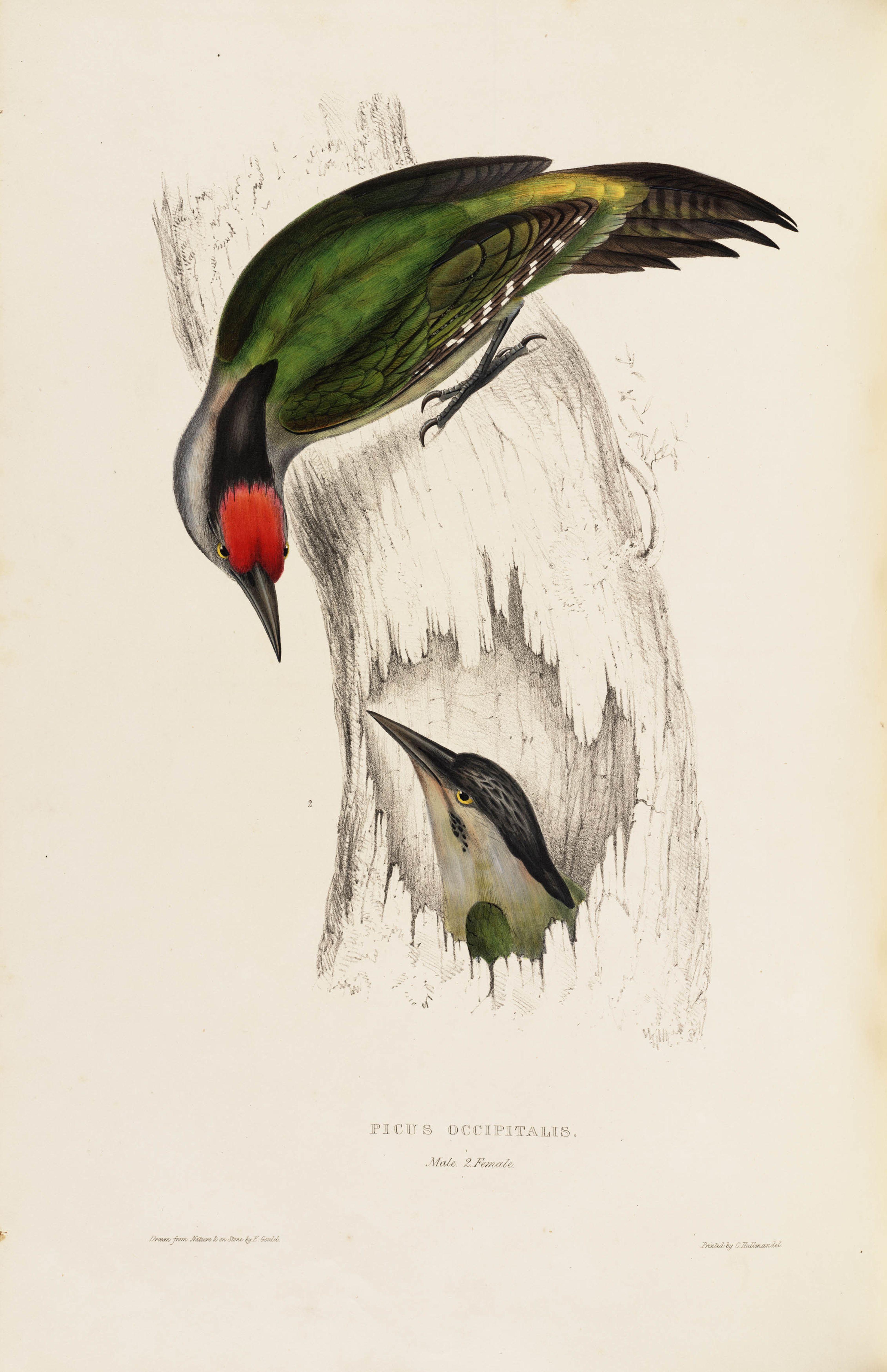 Elizabeth Gould, Picus Occipitalis in 'A Century of Birds from the Himalaya Mountains', 1831.