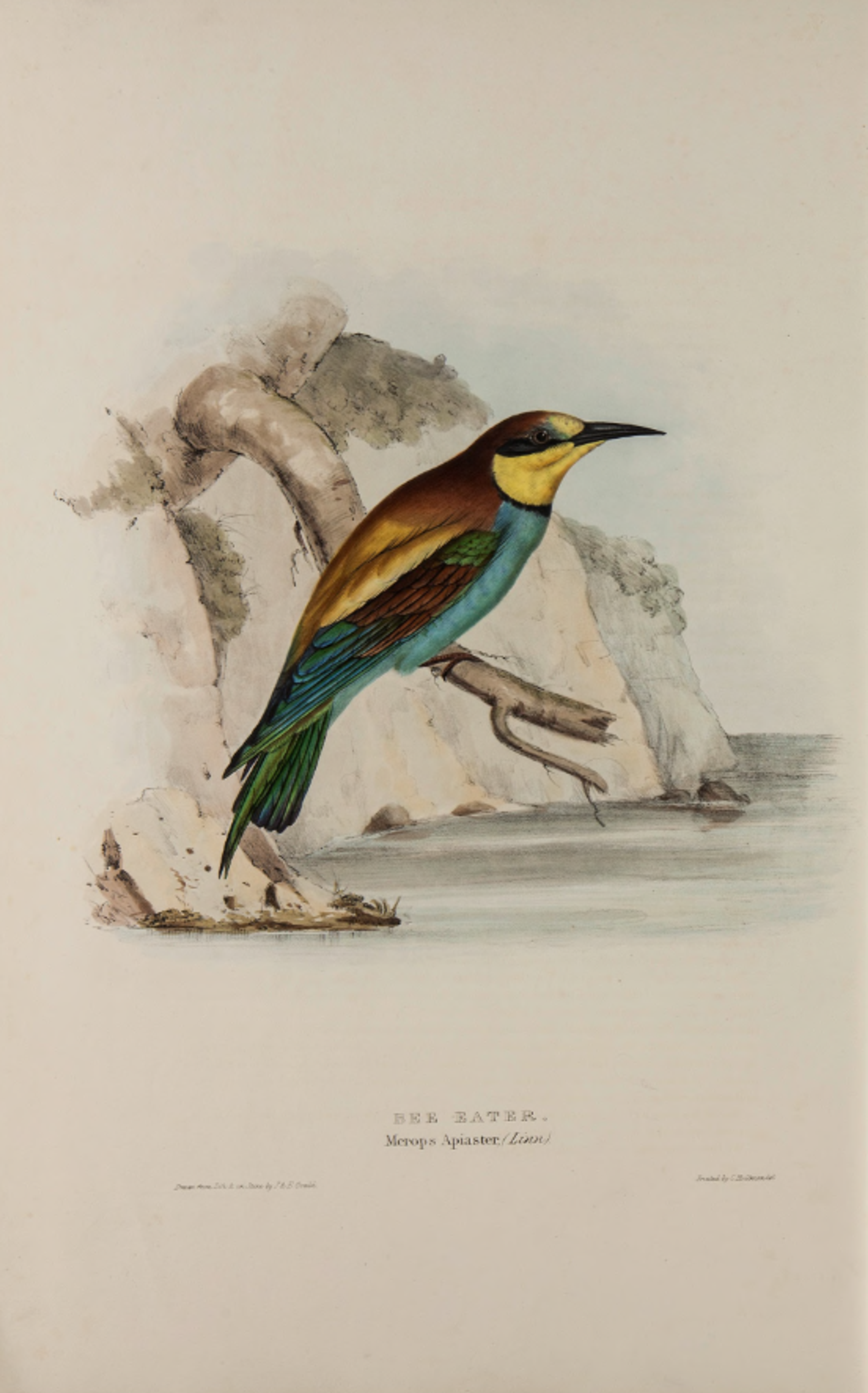 Elizabeth Gould, Bijeneter in 'The Birds of Europe', 1837.