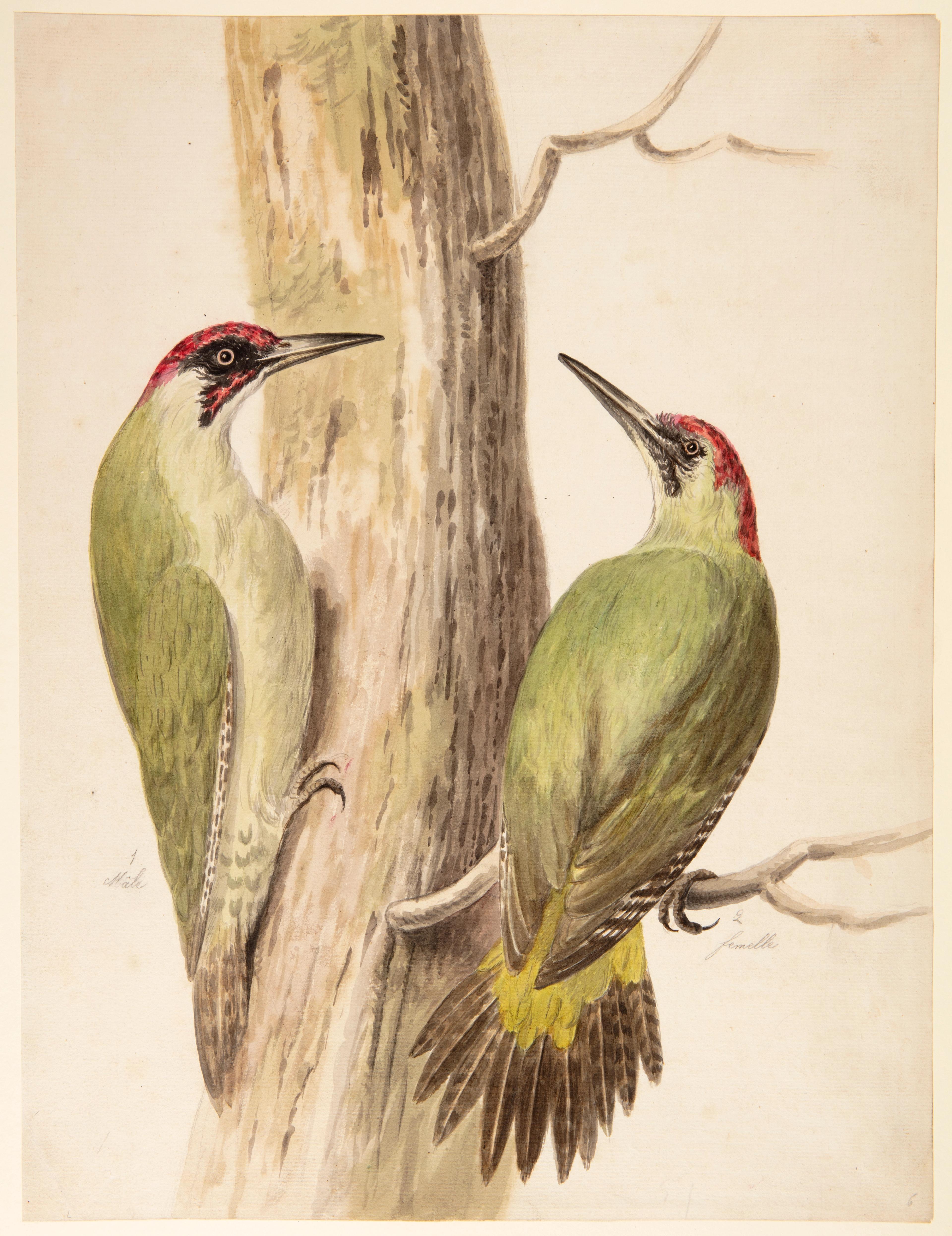 Christiaan Andreas Sepp of Jan Christiaan Sepp, Twee groene spechten, penseel en waterverf, over een schets in potlood op papier, Teylers Museum.