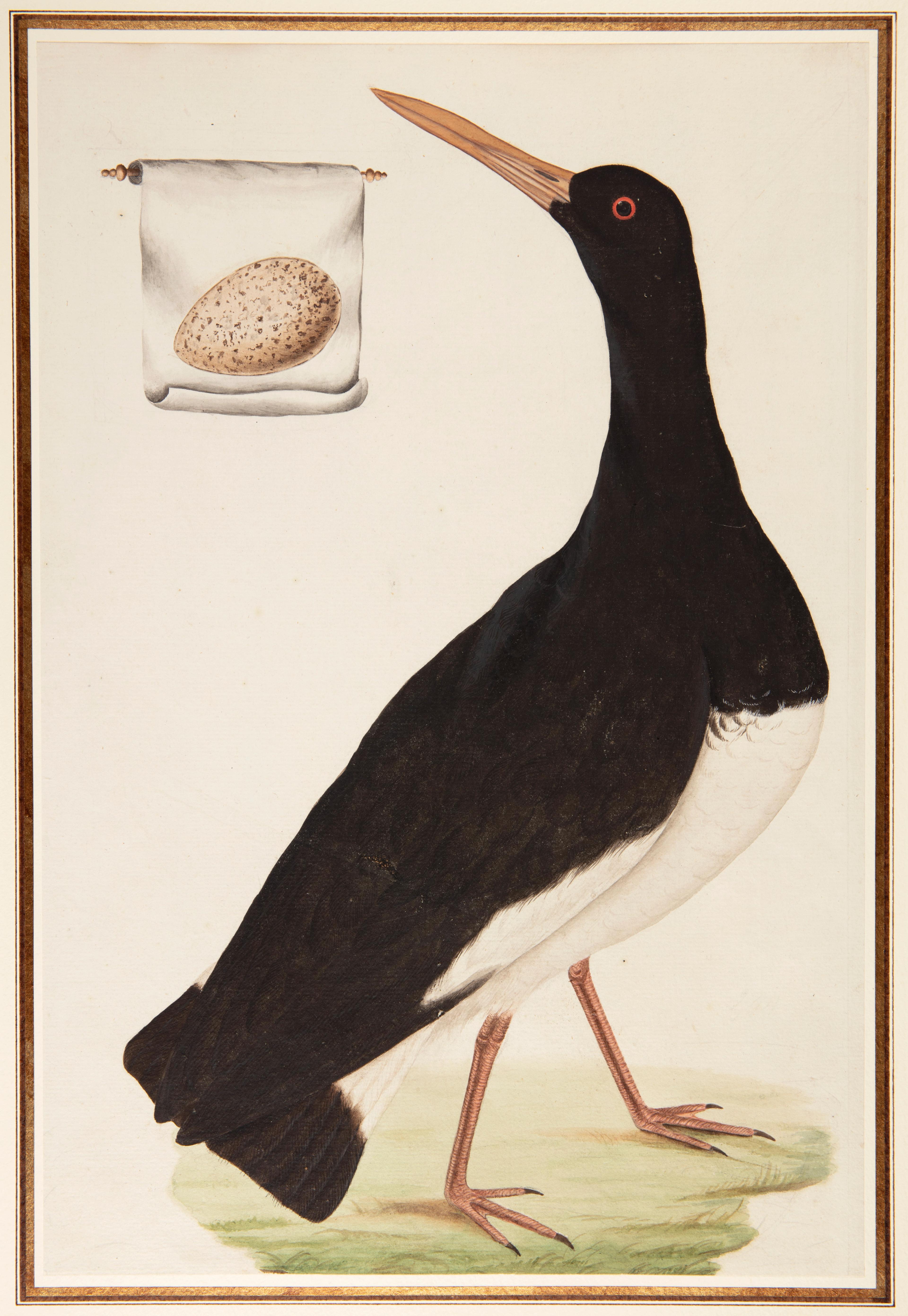 Christiaan Andreas Sepp of Jan Christiaan Sepp, Scholekster, penseel en waterverf, over een schets in potlood op papier, Teylers Museum.