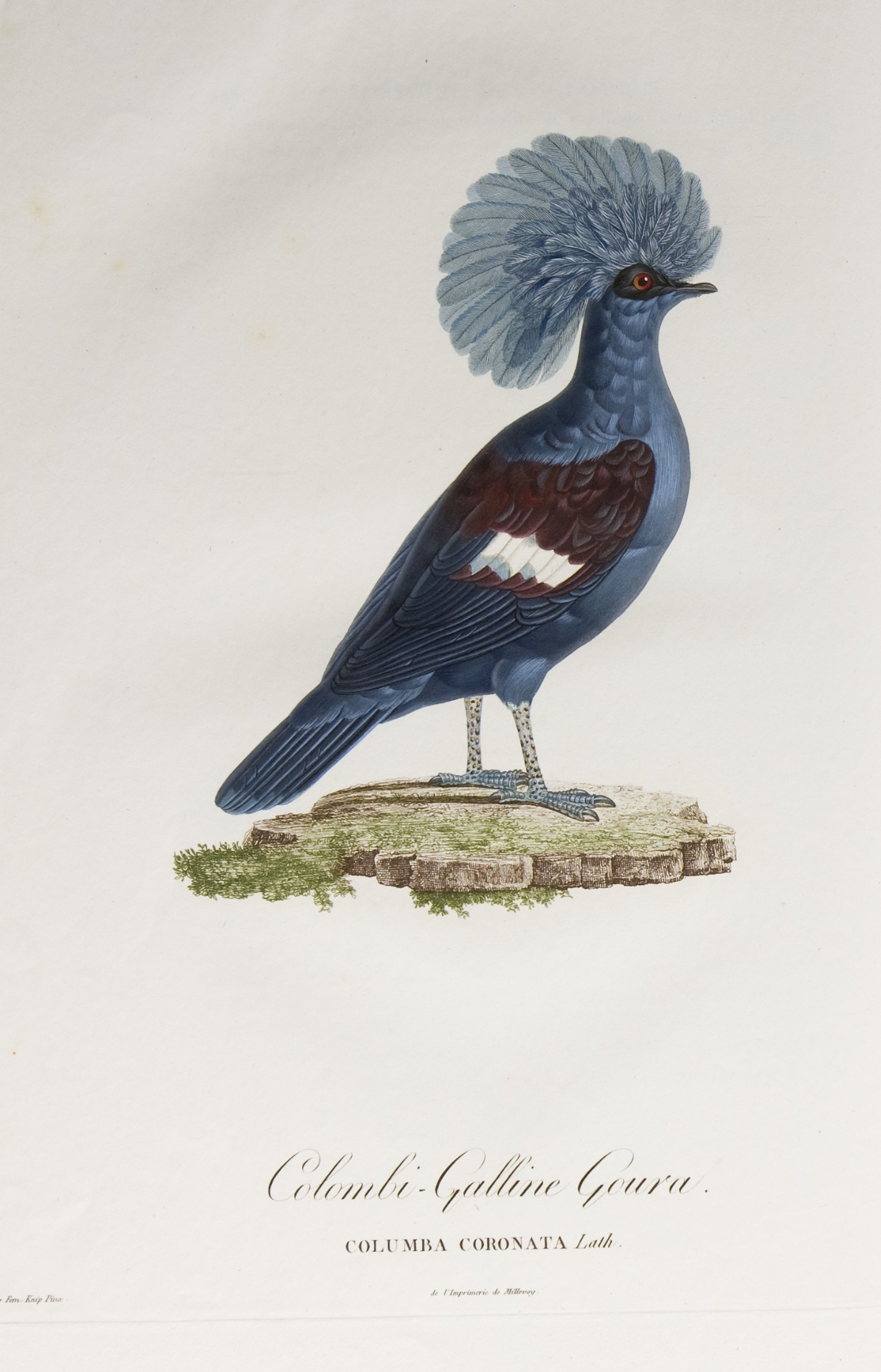 Pauline Knip-Rifer de Courcelles, 'Colombi-Galline Goura', in 'Histoire naturelle générale des pigeons', 1808.