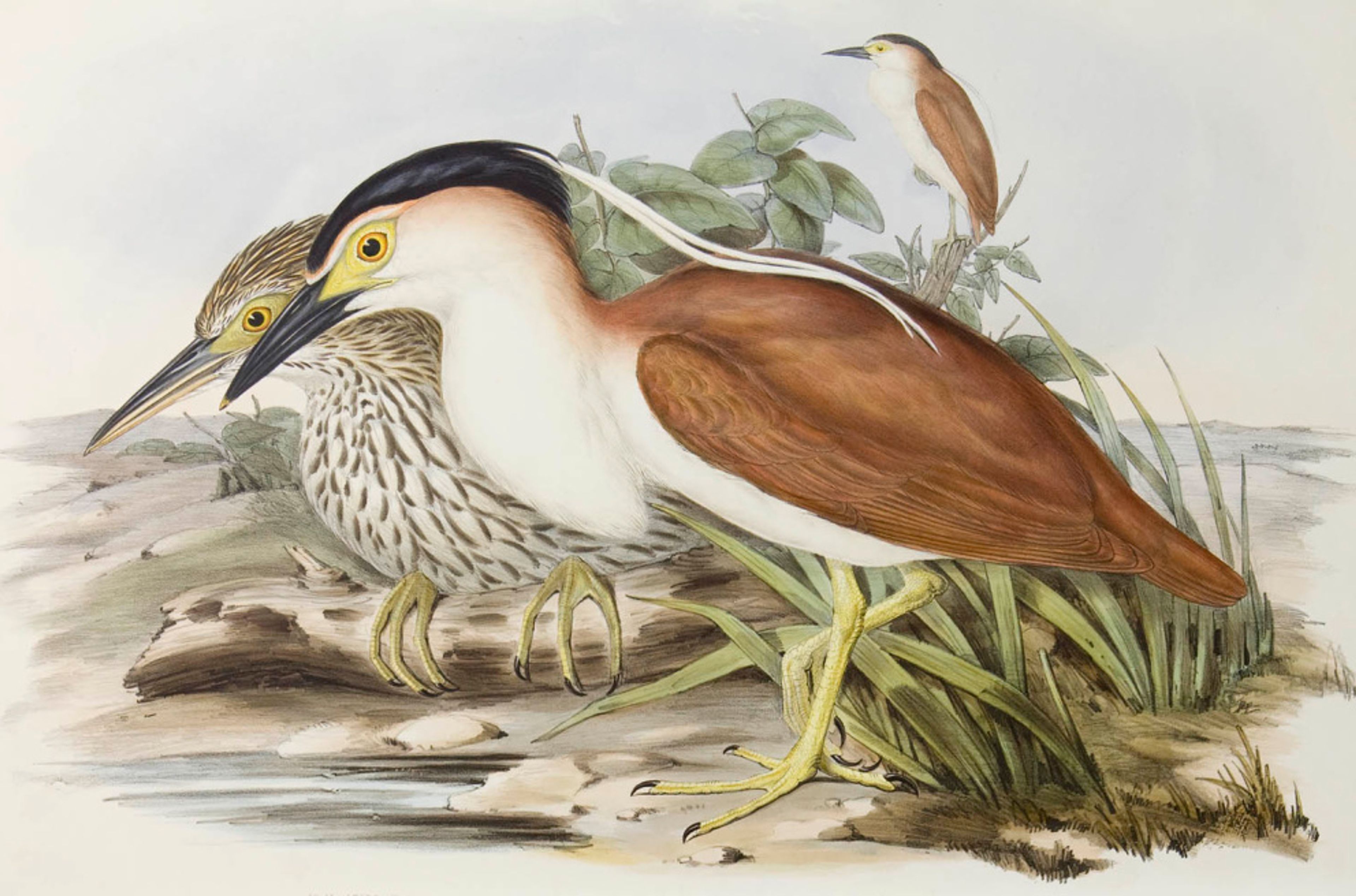 Elizabeth Gould, Nycticorax Caledonicus (Rosse Kwak) in 'The Birds of Australia', 1848-1870.