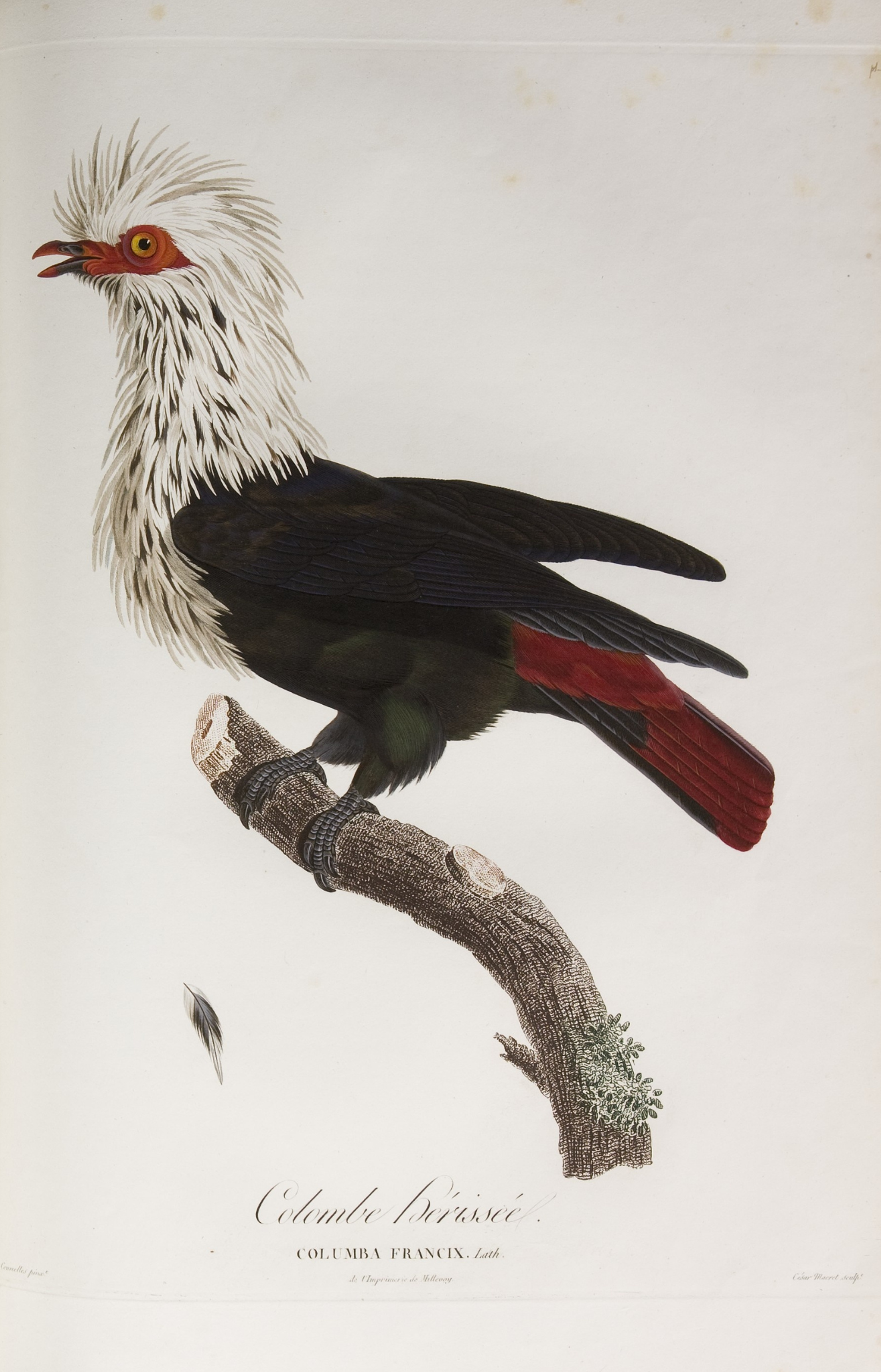 Pauline Knip-Rifer de Courcelles, 'Colombe-Hérissée', in 'Histoire naturelle générale des pigeons', 1808.