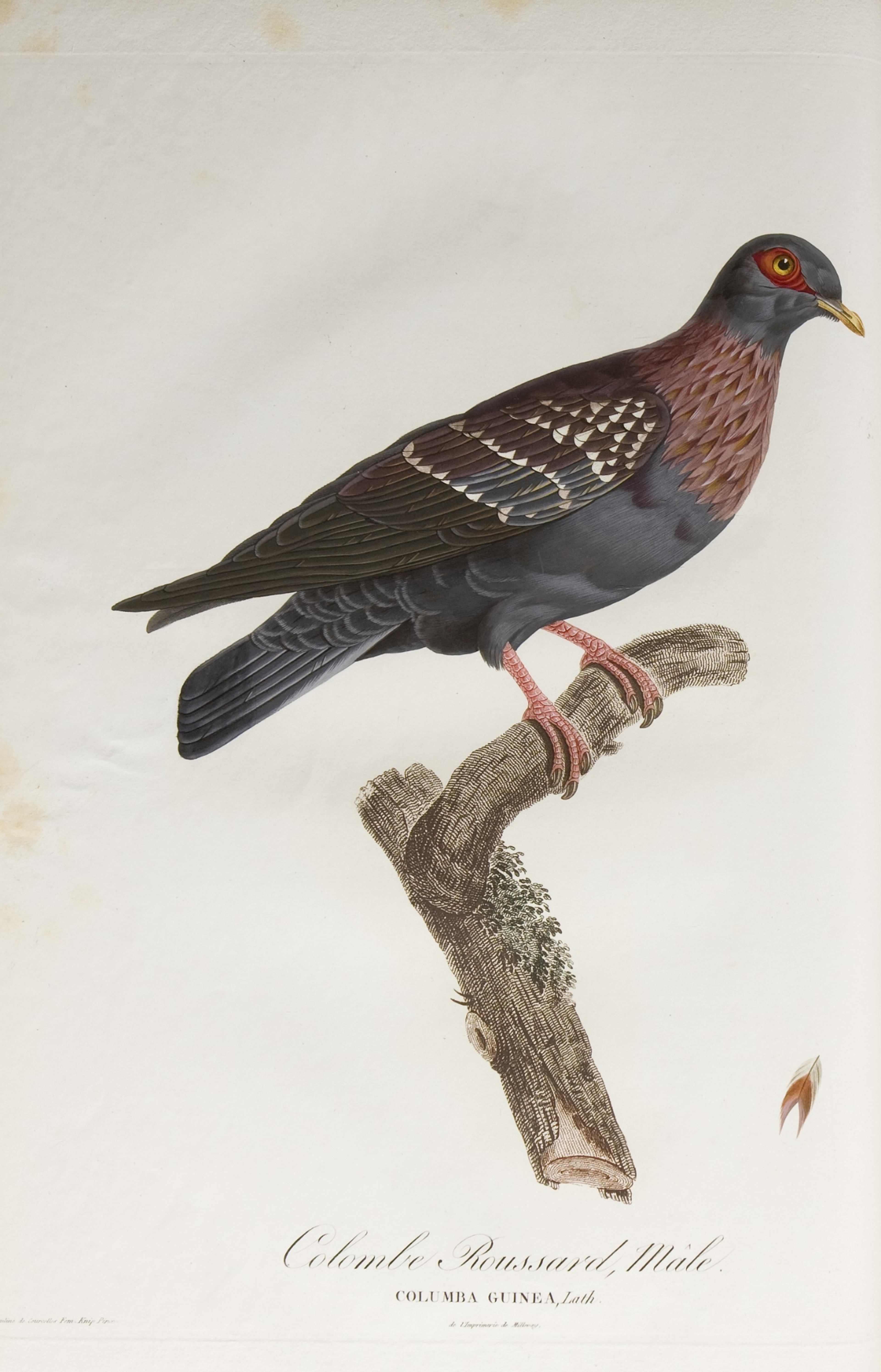 Pauline Knip-Rifer de Courcelles, 'Colombe Roussard, mâle', in 'Histoire naturelle générale des pigeons', 1808.